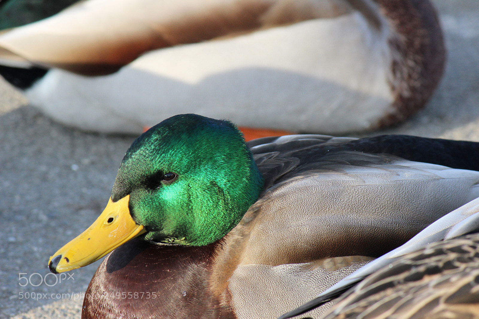 Canon EOS 600D (Rebel EOS T3i / EOS Kiss X5) sample photo. Img photography