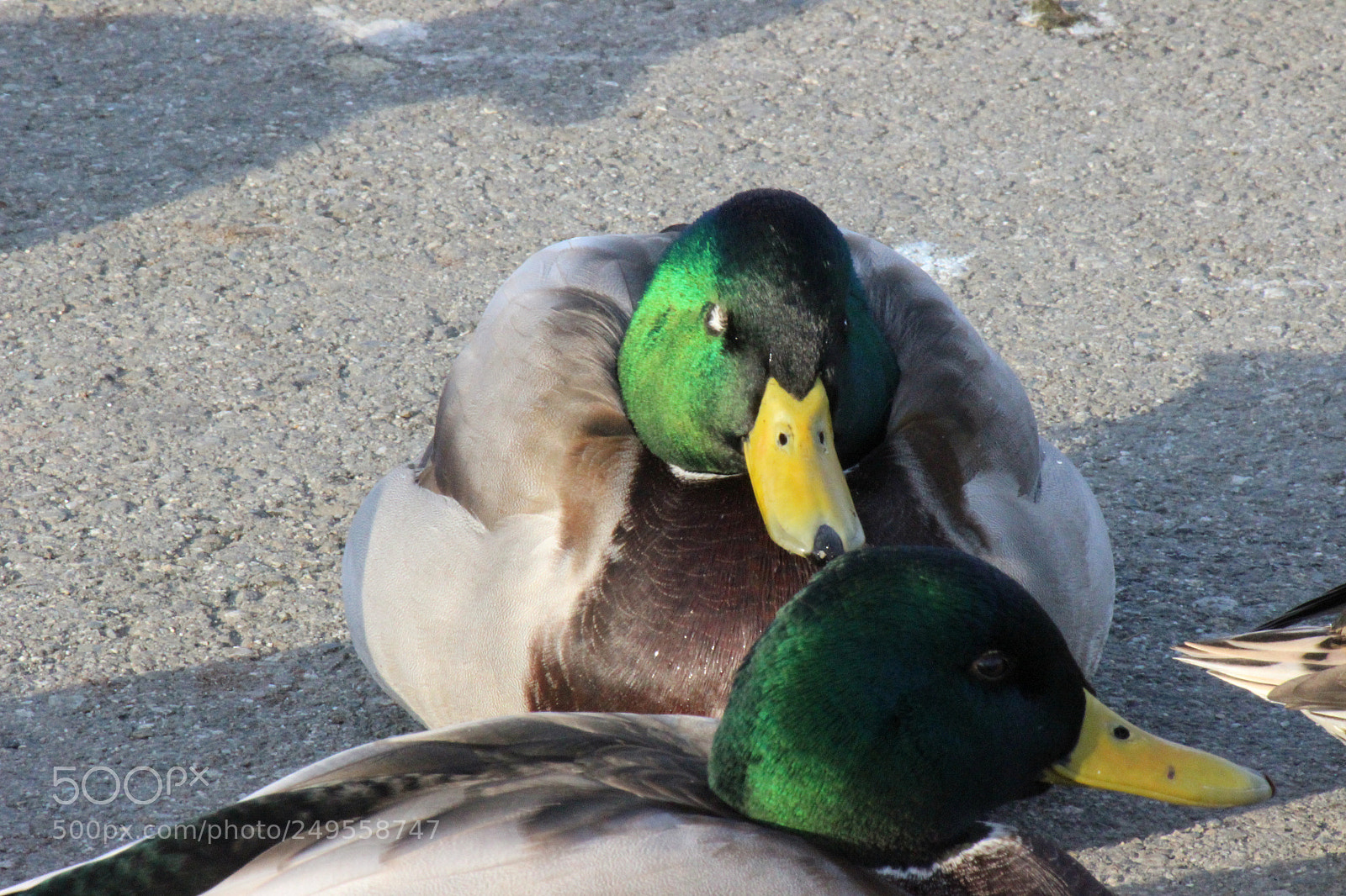 Canon EOS 600D (Rebel EOS T3i / EOS Kiss X5) sample photo. Img photography