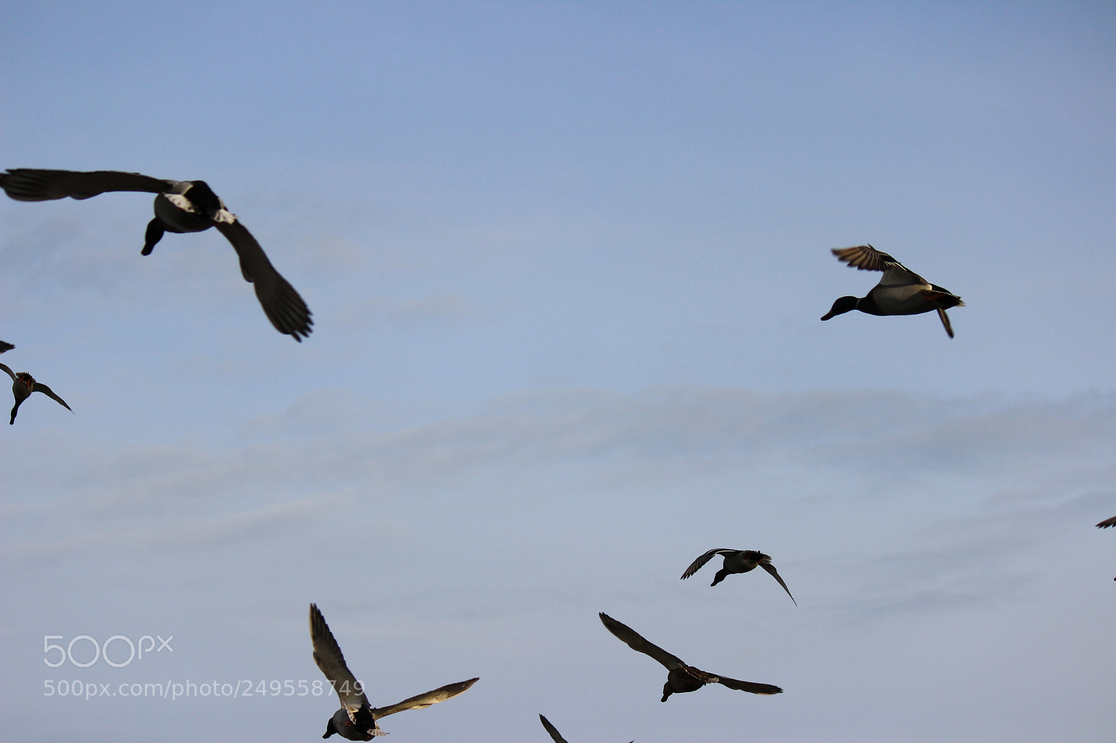 Canon EOS 600D (Rebel EOS T3i / EOS Kiss X5) sample photo. Img photography