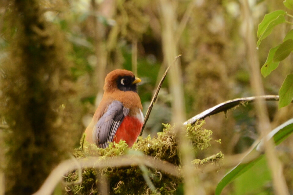 Nikon D7000 sample photo. Bird guango equador photography