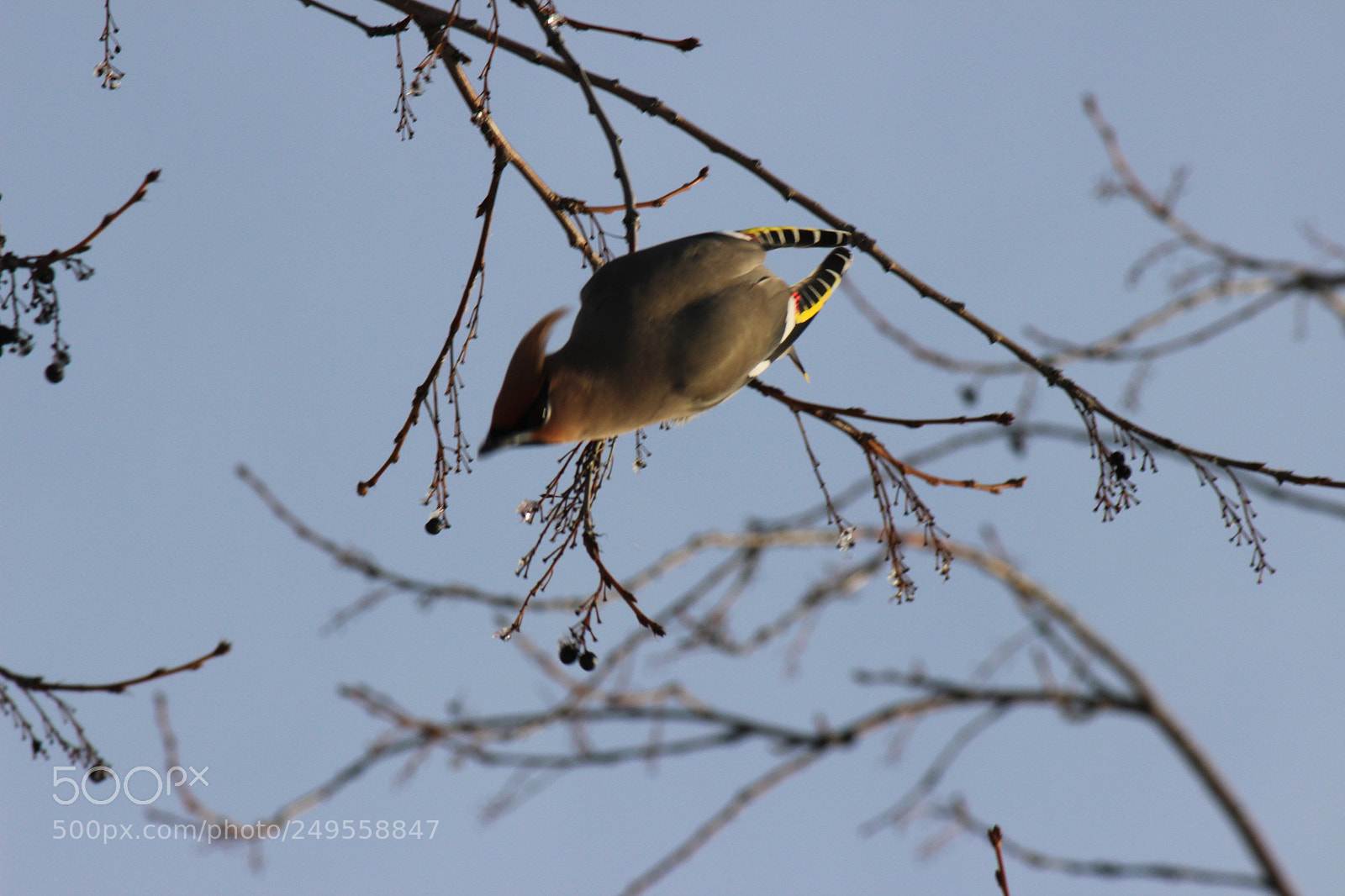 Canon EOS 600D (Rebel EOS T3i / EOS Kiss X5) sample photo. Img photography