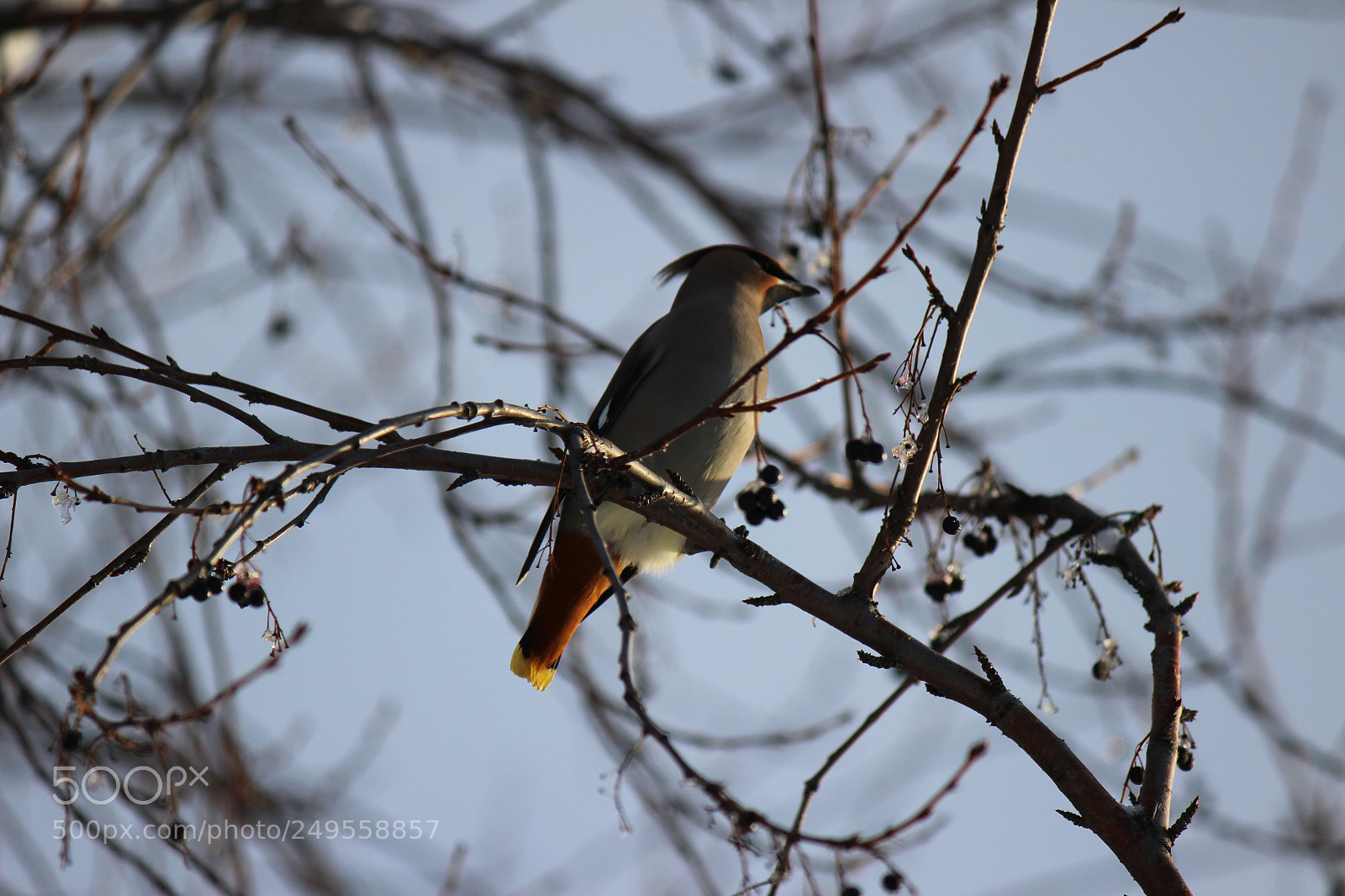 Canon EOS 600D (Rebel EOS T3i / EOS Kiss X5) sample photo. Img photography