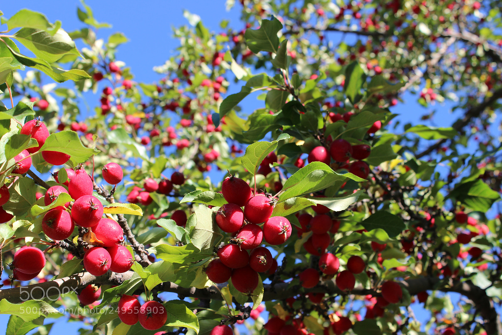 Canon EOS 600D (Rebel EOS T3i / EOS Kiss X5) sample photo. Img photography