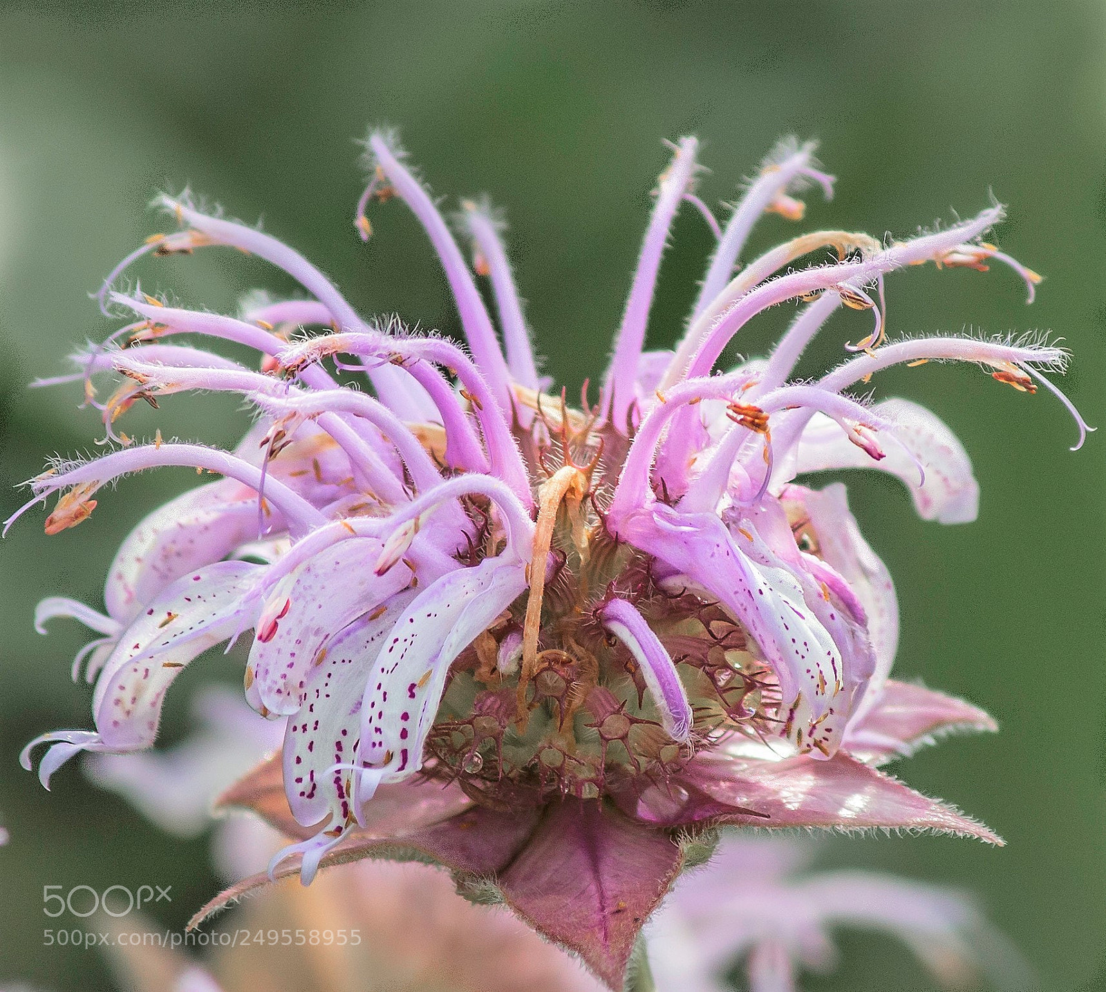Canon EOS 100D (EOS Rebel SL1 / EOS Kiss X7) sample photo. Bergamot blossom photography