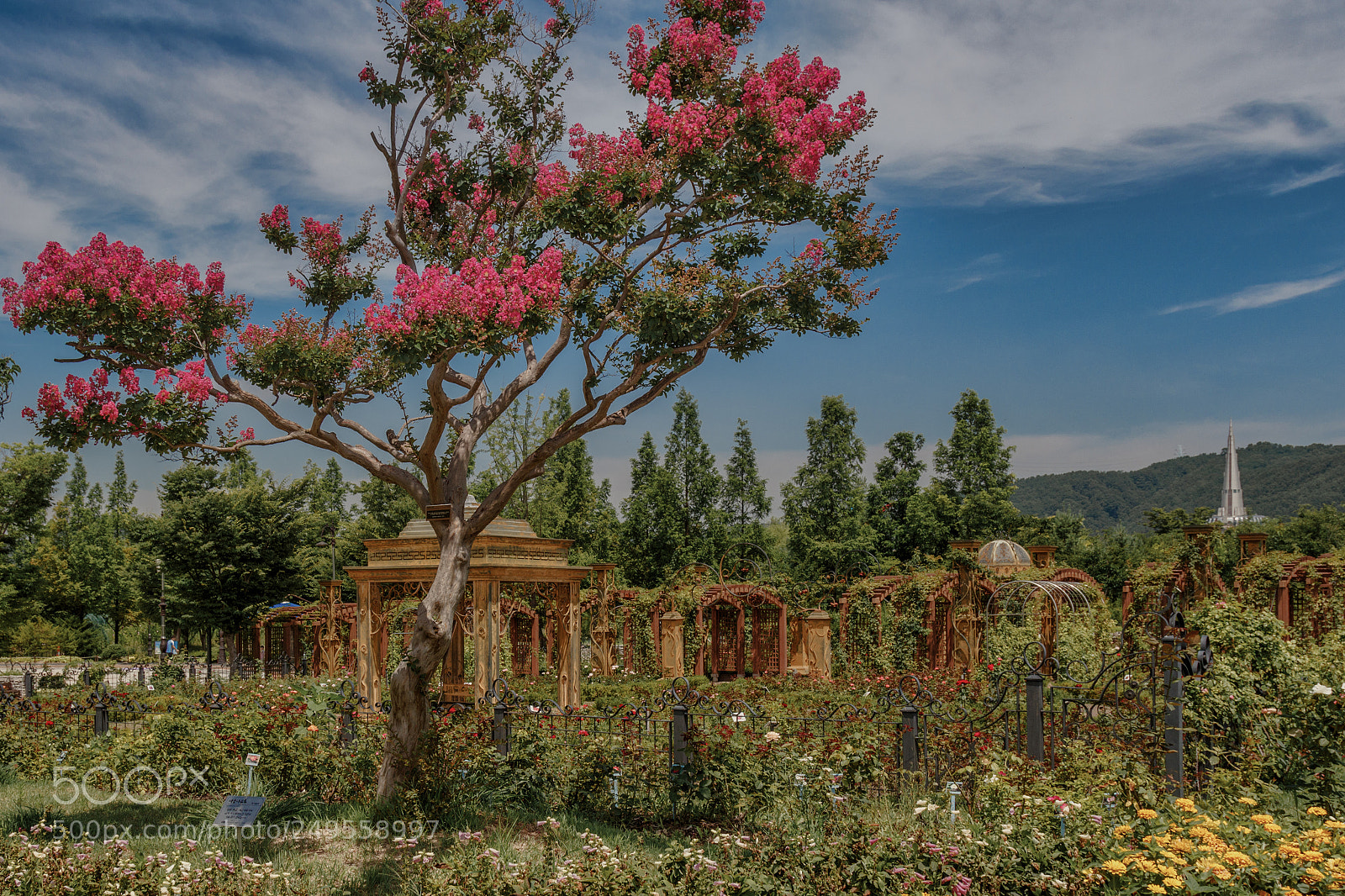Canon EOS 7D Mark II sample photo. South korea garden photography