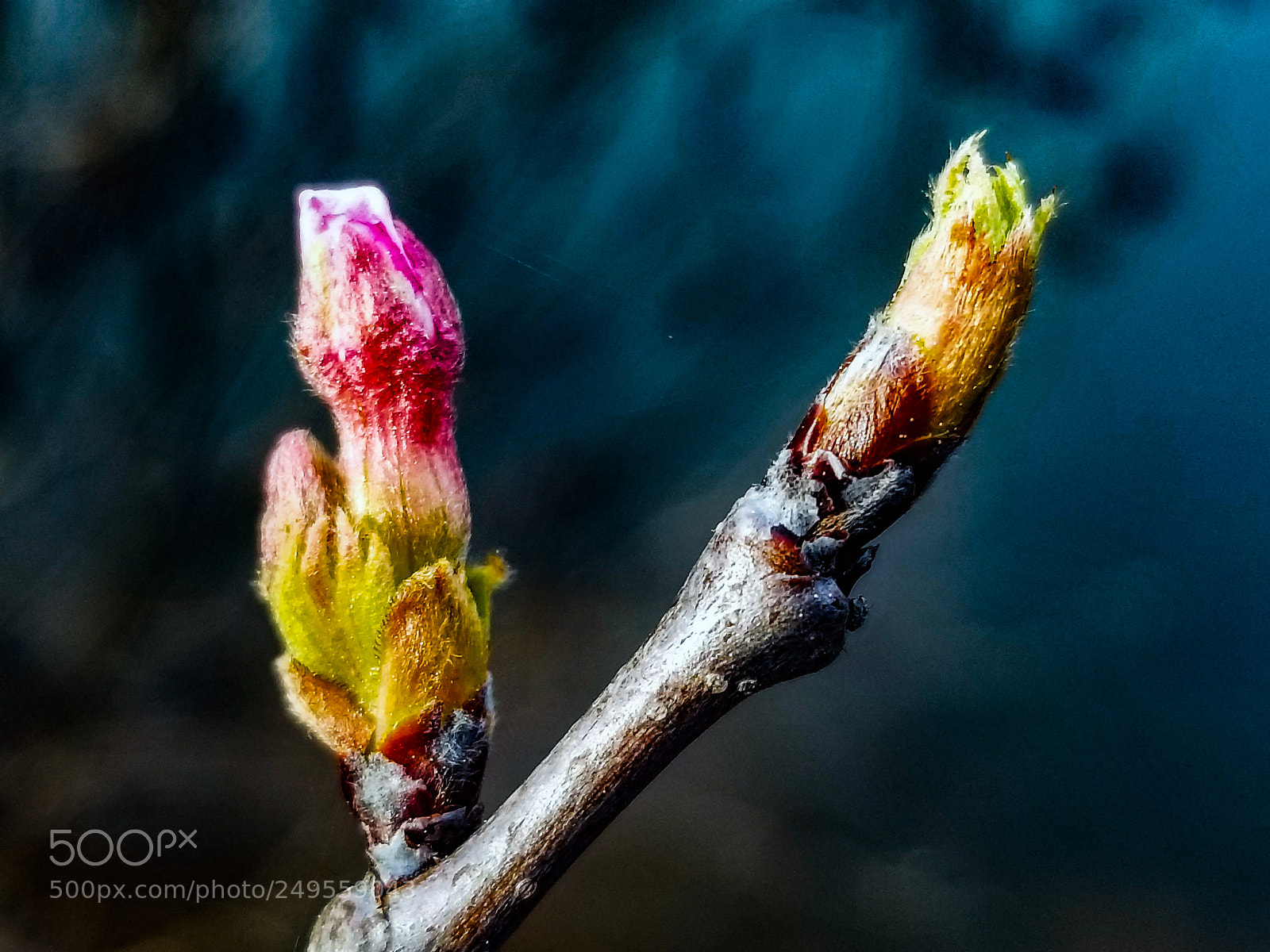Samsung Galaxy S8 sample photo. Blossoms photography
