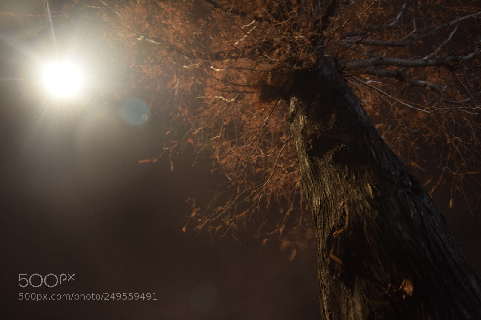 Nikon D5300 sample photo. Tree of dawn with photography