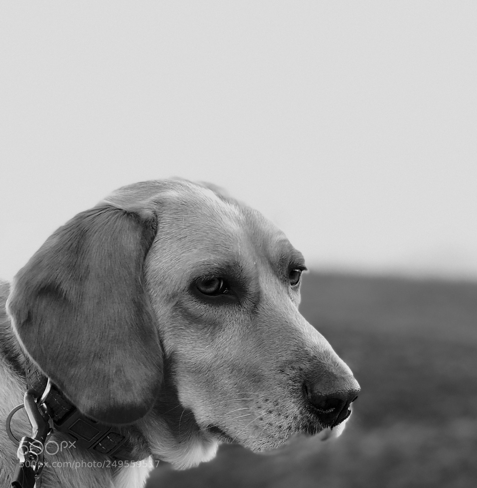 Apple iPhone 7 Plus sample photo. I wonder what she photography