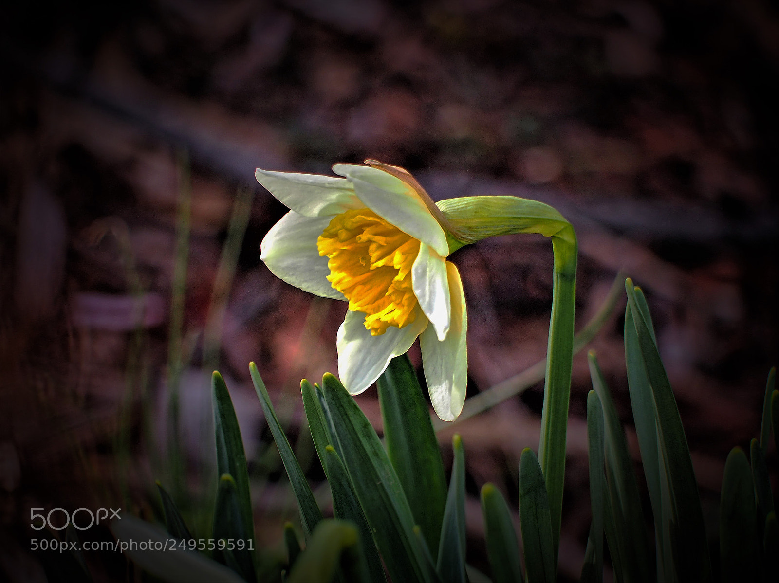 Olympus OM-D E-M5 sample photo. White daffodil  digital photography