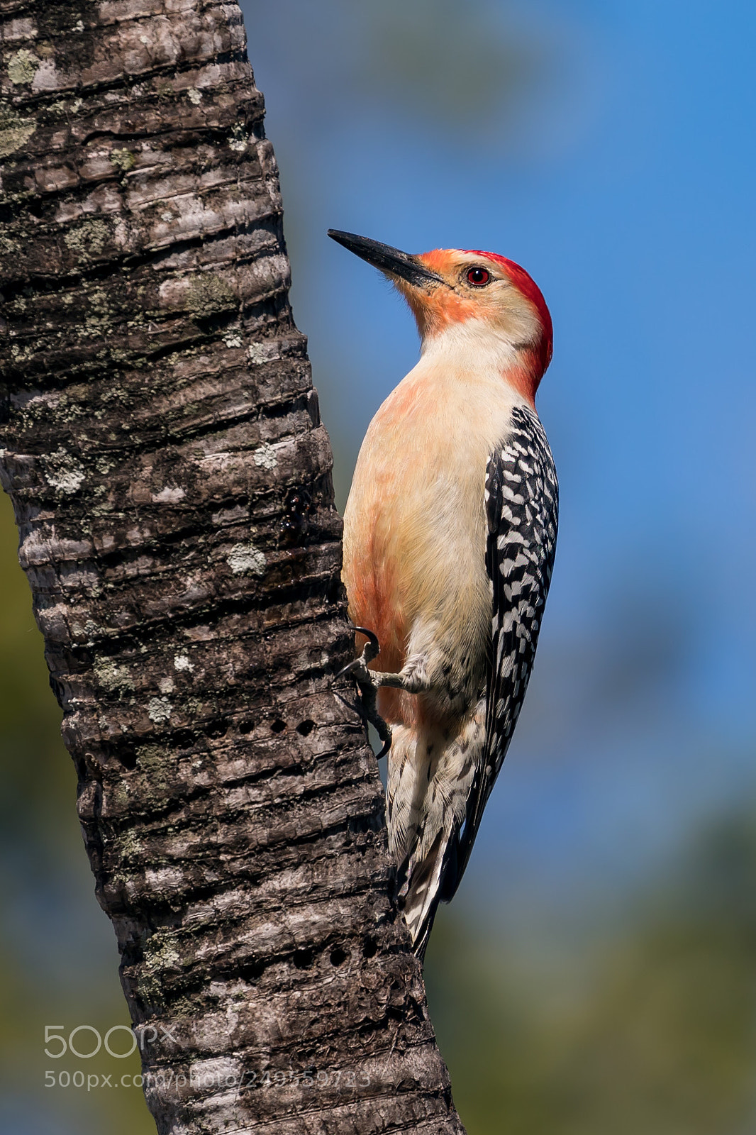 Canon EOS 5D Mark IV sample photo. Woodpecker photography