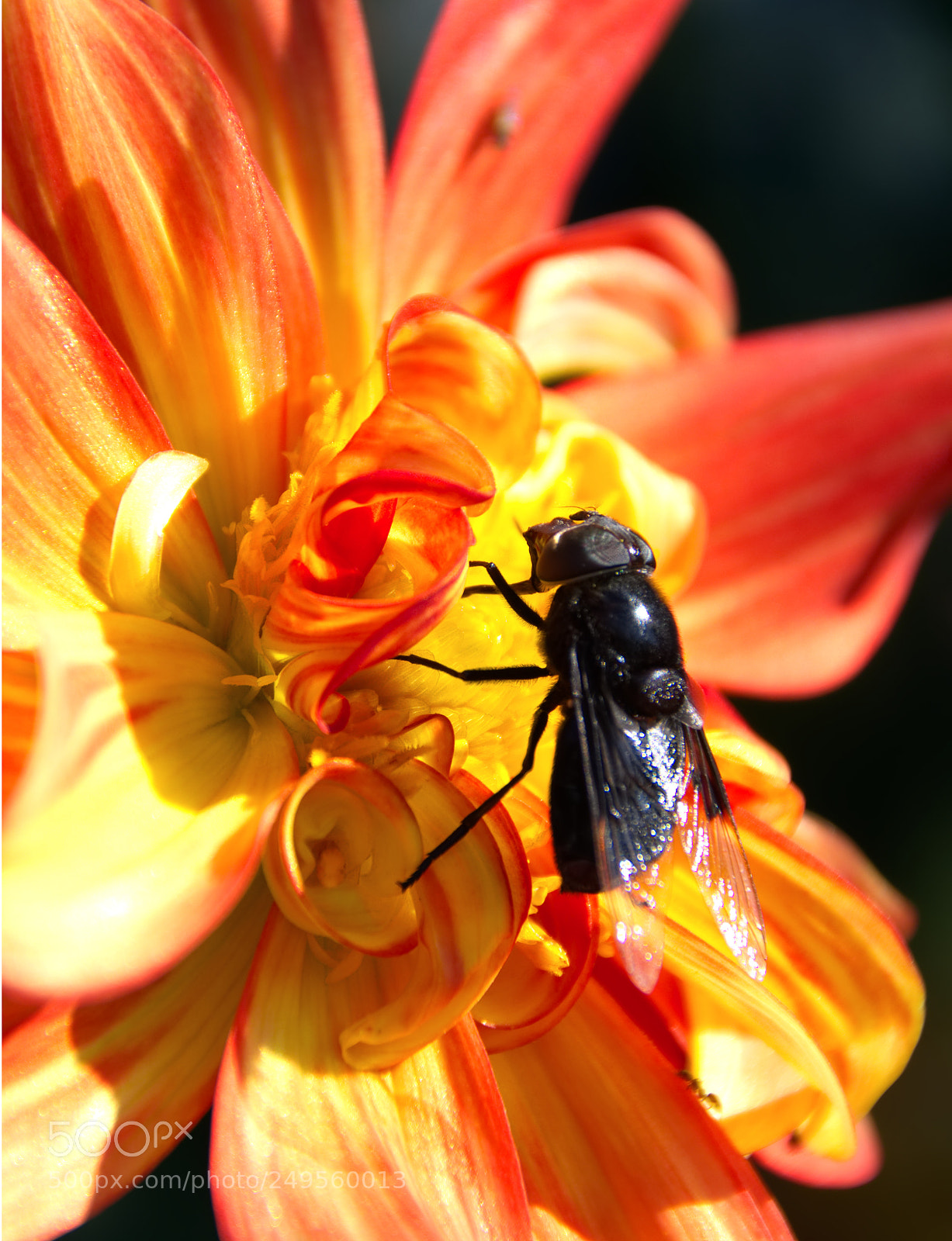 Nikon D7200 sample photo. Fly on a flower photography