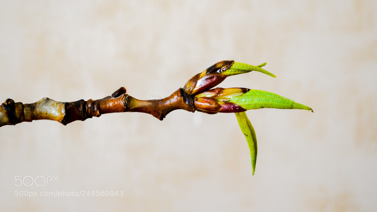 Nikon D5100 sample photo. Untitled photography