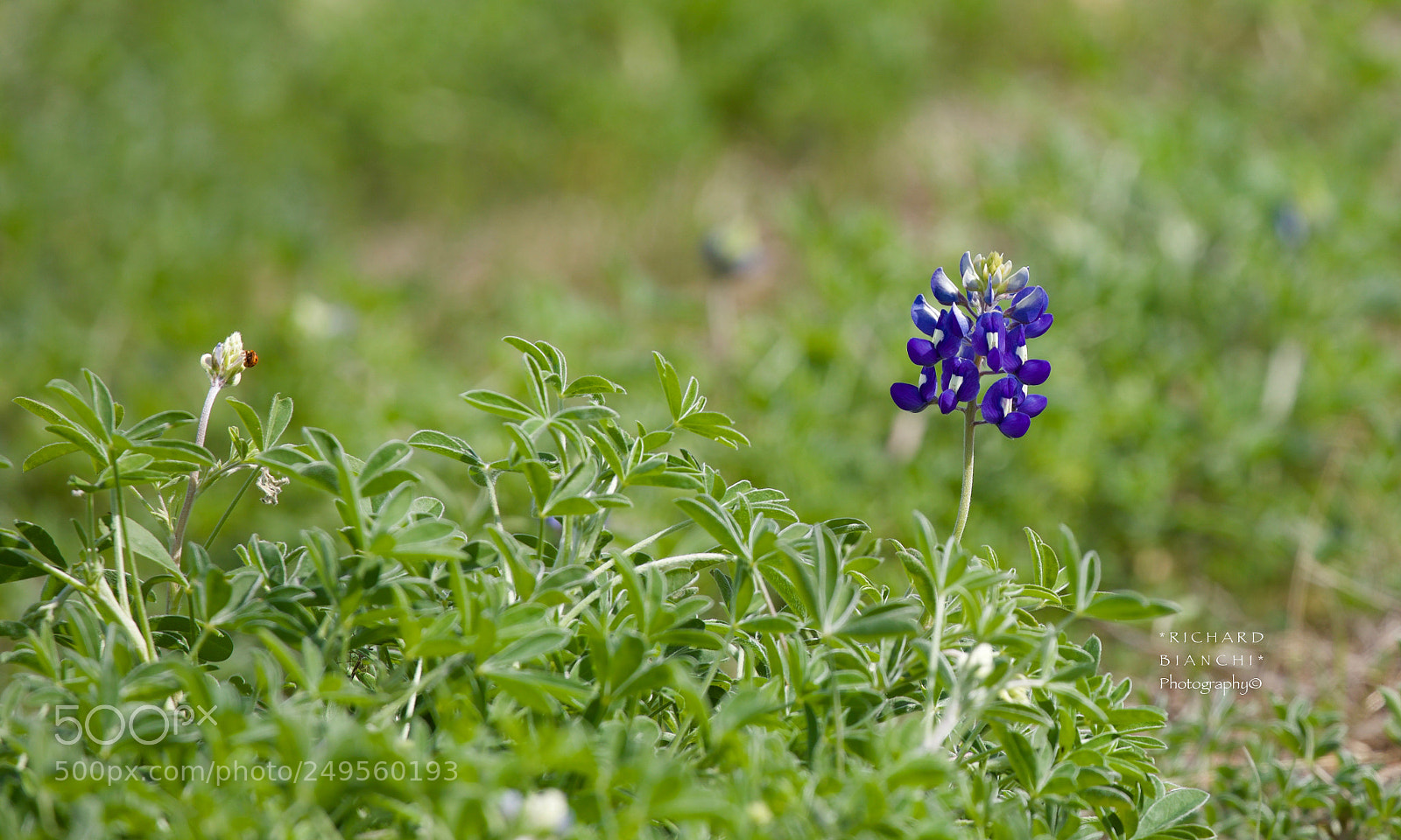 Canon EOS 5D Mark IV sample photo. First bluebonnet photography