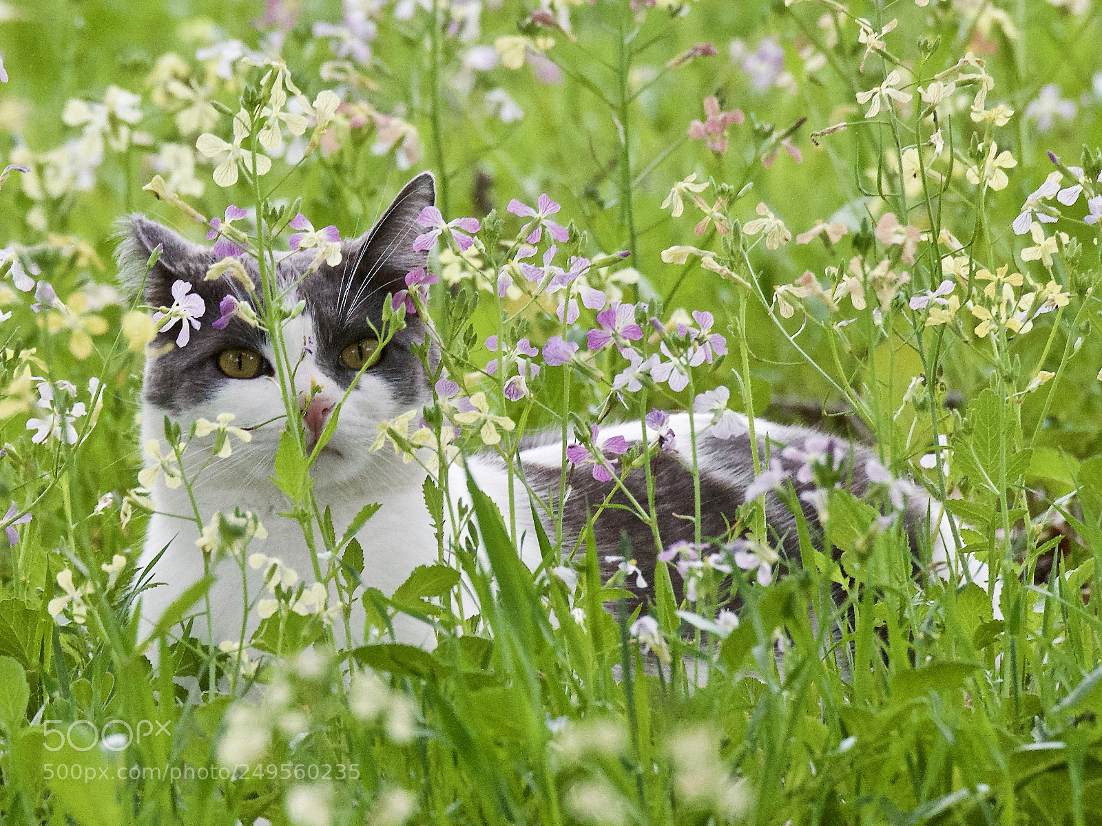 Nikon D810 sample photo. Spring flowers photography