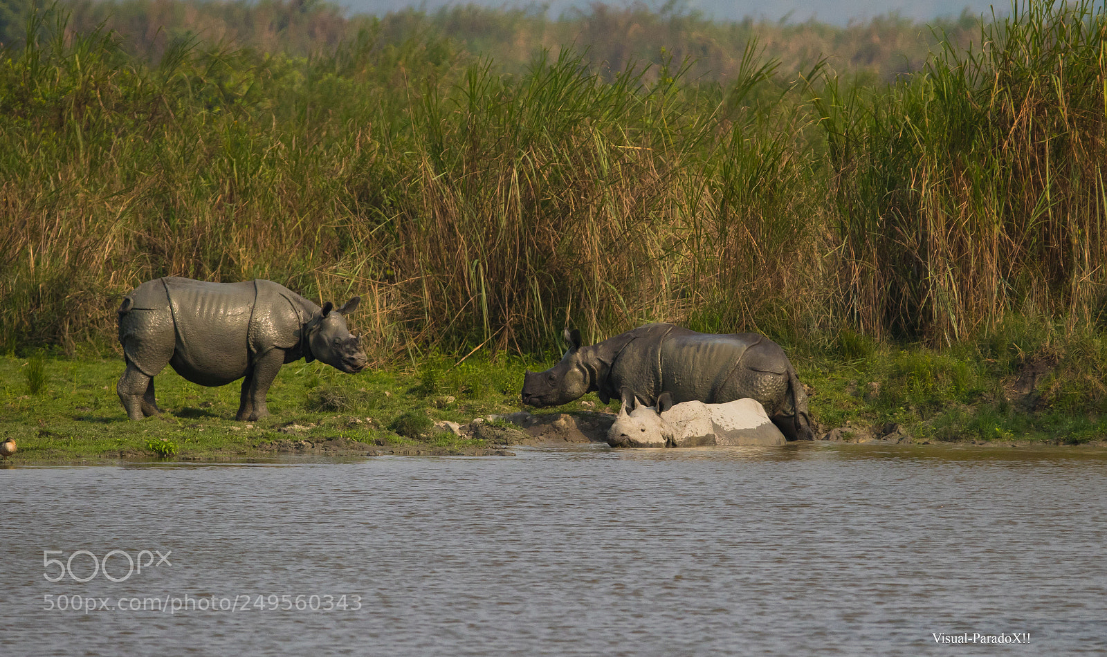 Canon EOS 7D Mark II sample photo. Indian rhinoceros enjoying their photography
