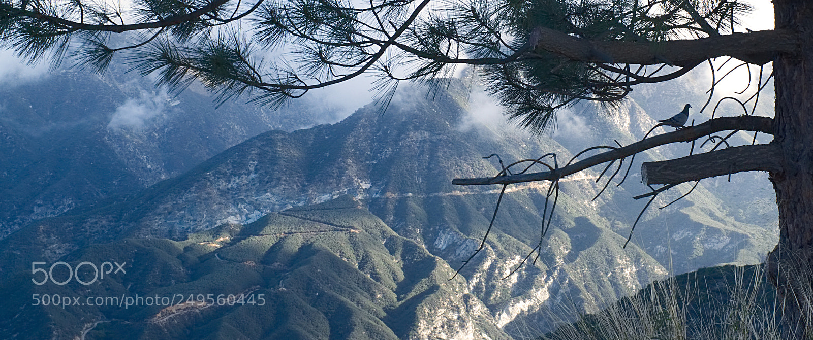 Nikon D3300 sample photo. Angeles national park & bird photography