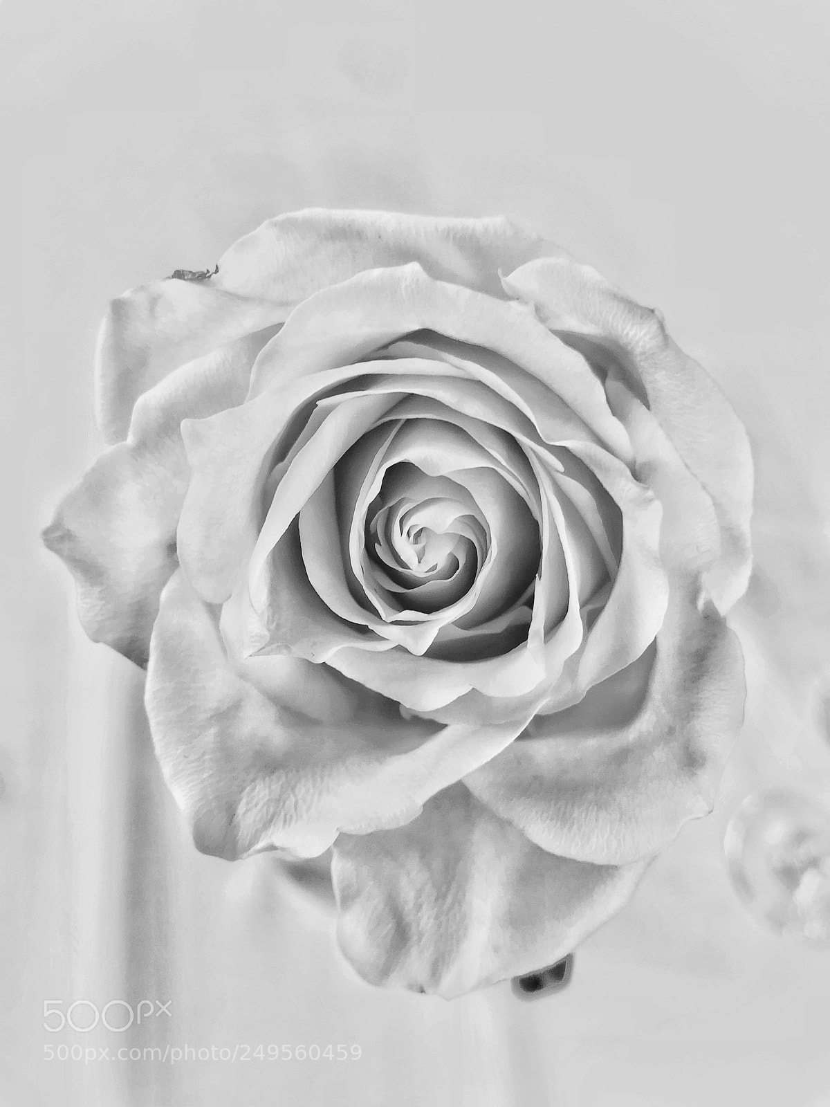 Apple iPhone 7 sample photo. ..rose (for b.....). photography