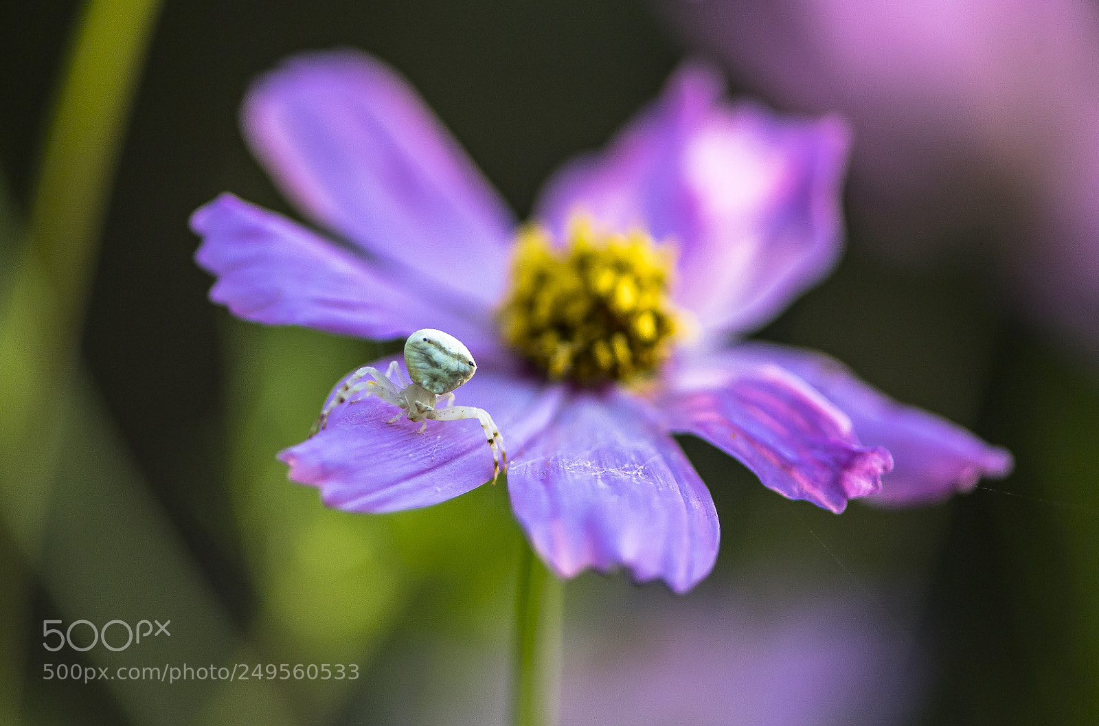 Nikon D5 sample photo. Alien in my garden photography