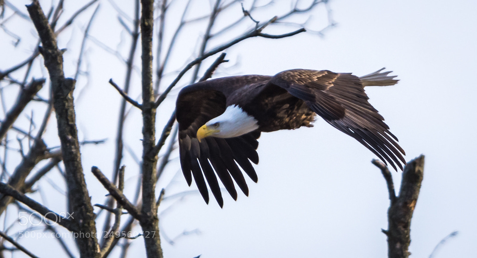 Nikon D7200 sample photo. Bald eagle on the photography