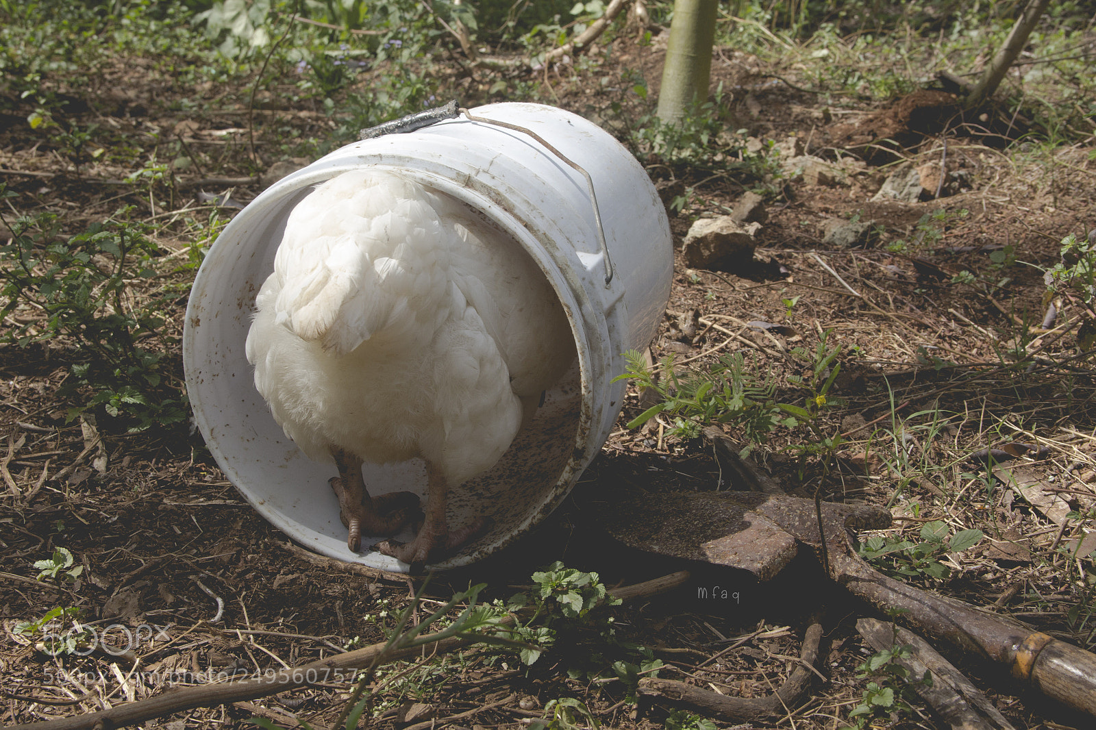 Canon EOS 60D sample photo. Gallina en cubeta photography