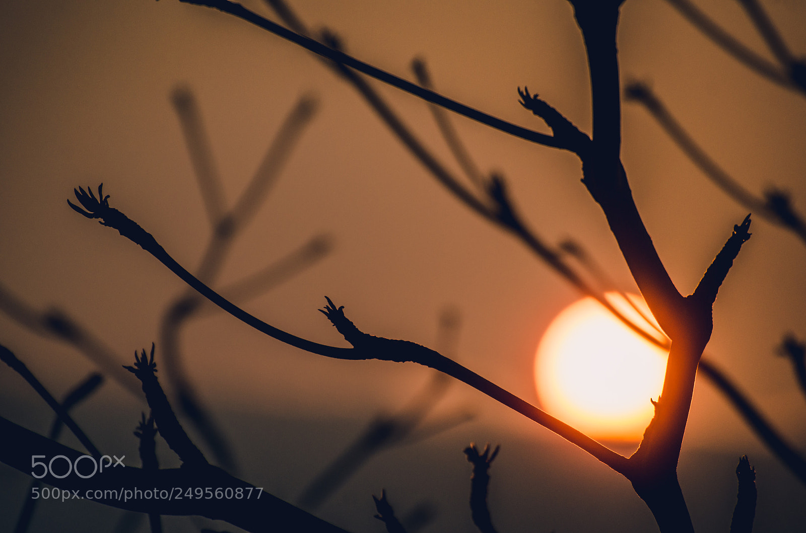 Nikon D7000 sample photo. Dry branches in the photography
