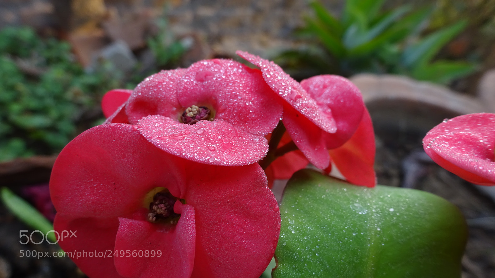 Sony Cyber-shot DSC-WX350 sample photo. Untitled photography