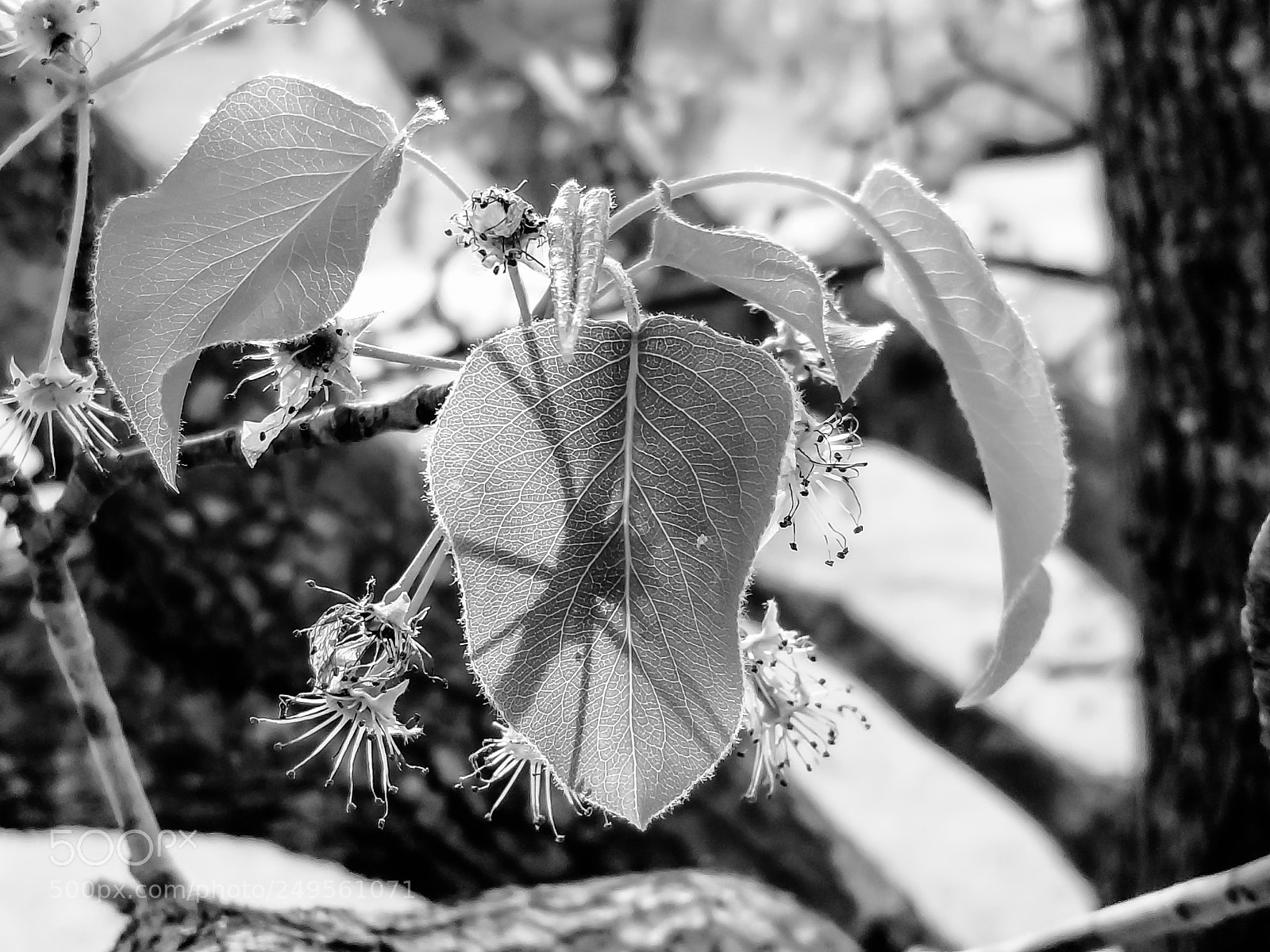 Samsung Galaxy S8 sample photo. Spring photography