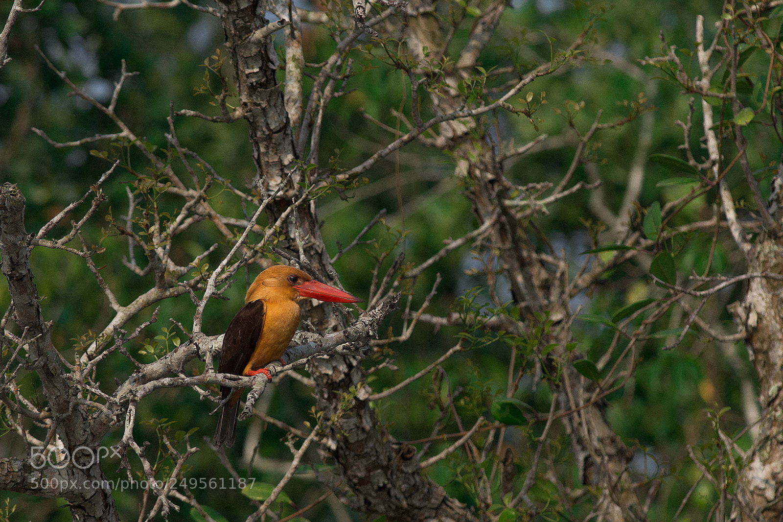 Nikon D7200 sample photo. Brown winged kingfisher. photography