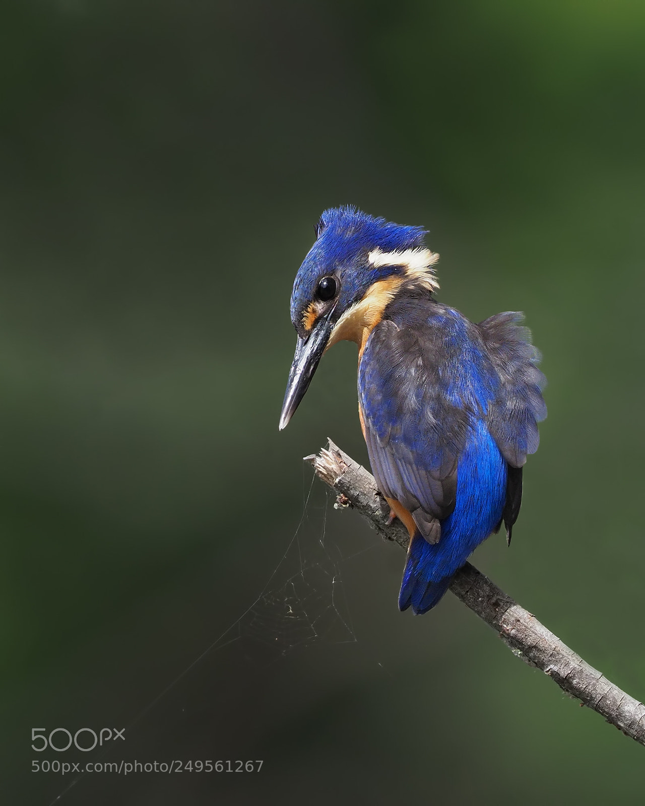Olympus OM-D E-M1 Mark II sample photo. Azure kingfisher photography