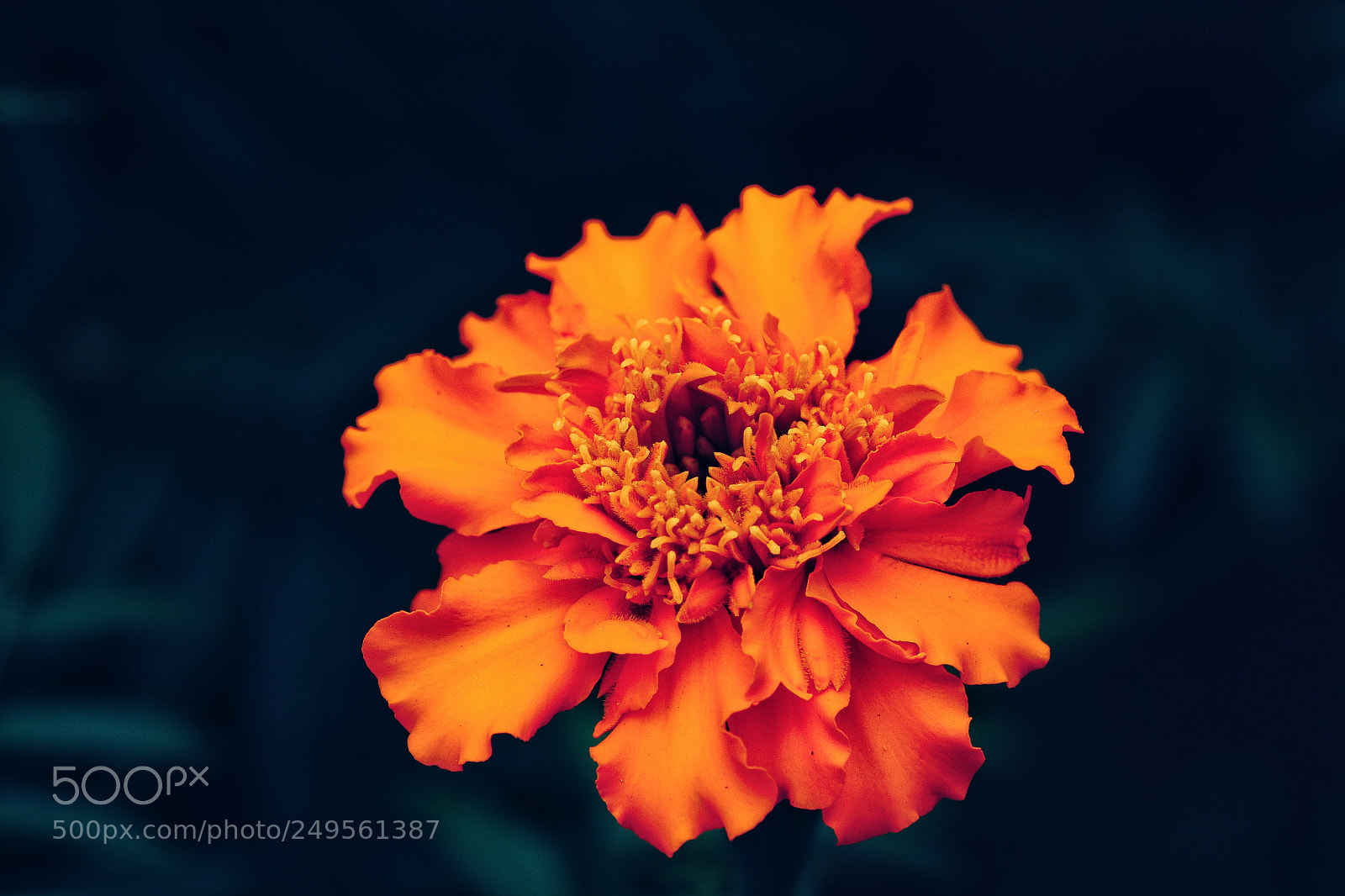 Nikon D7100 sample photo. Untitled photography