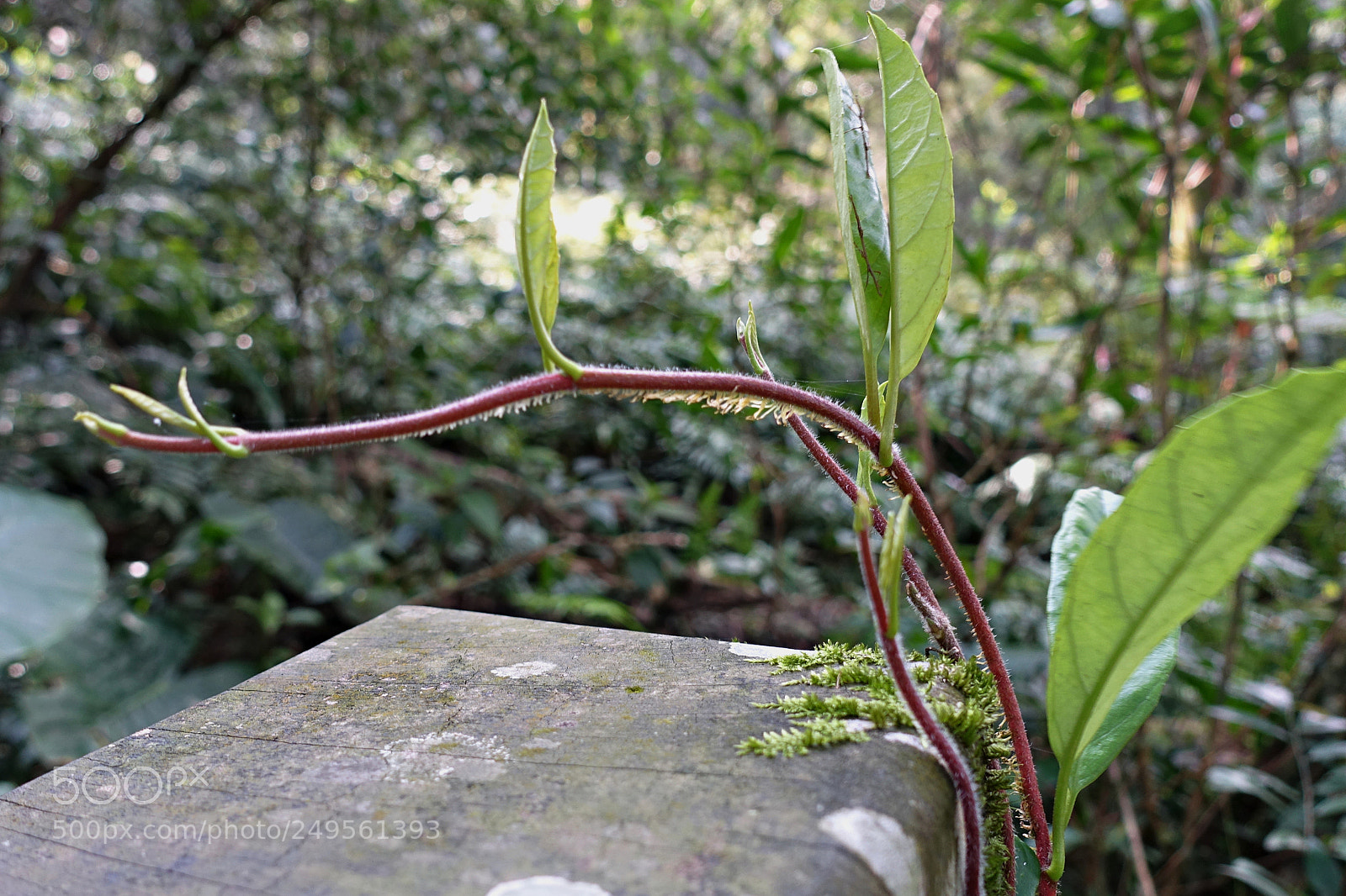 Sony Cyber-shot DSC-RX100 III sample photo. Young sprout photography