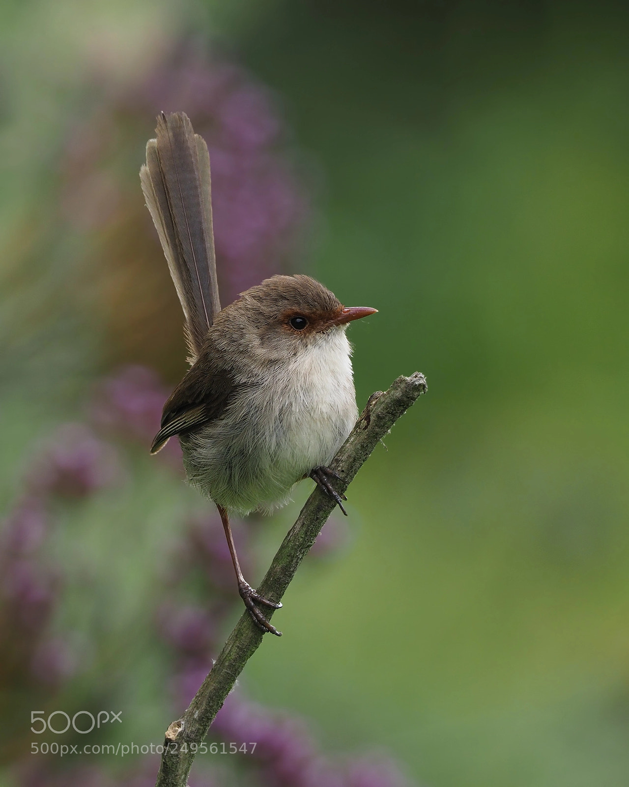 Olympus OM-D E-M1 Mark II sample photo. Superb fairy wren (female) photography