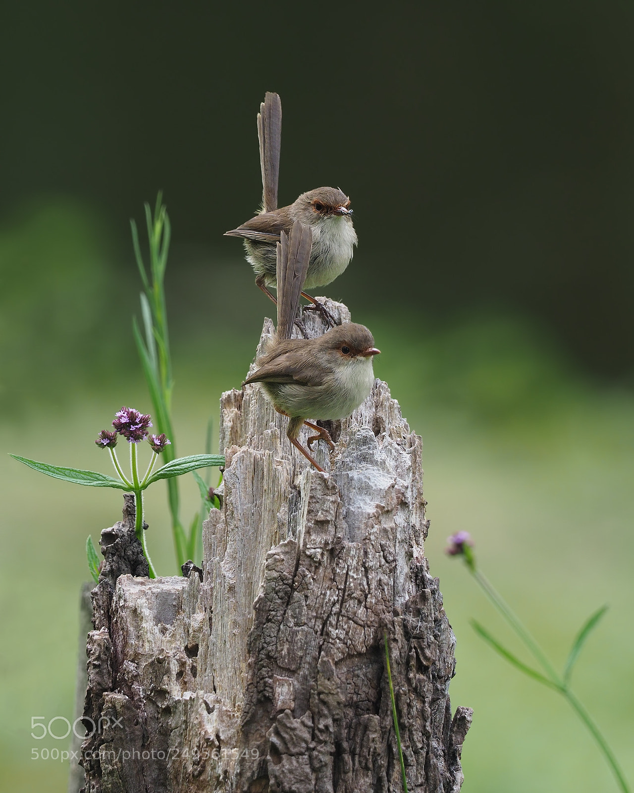 Olympus OM-D E-M1 Mark II sample photo. Superb fairy wrens (female) photography