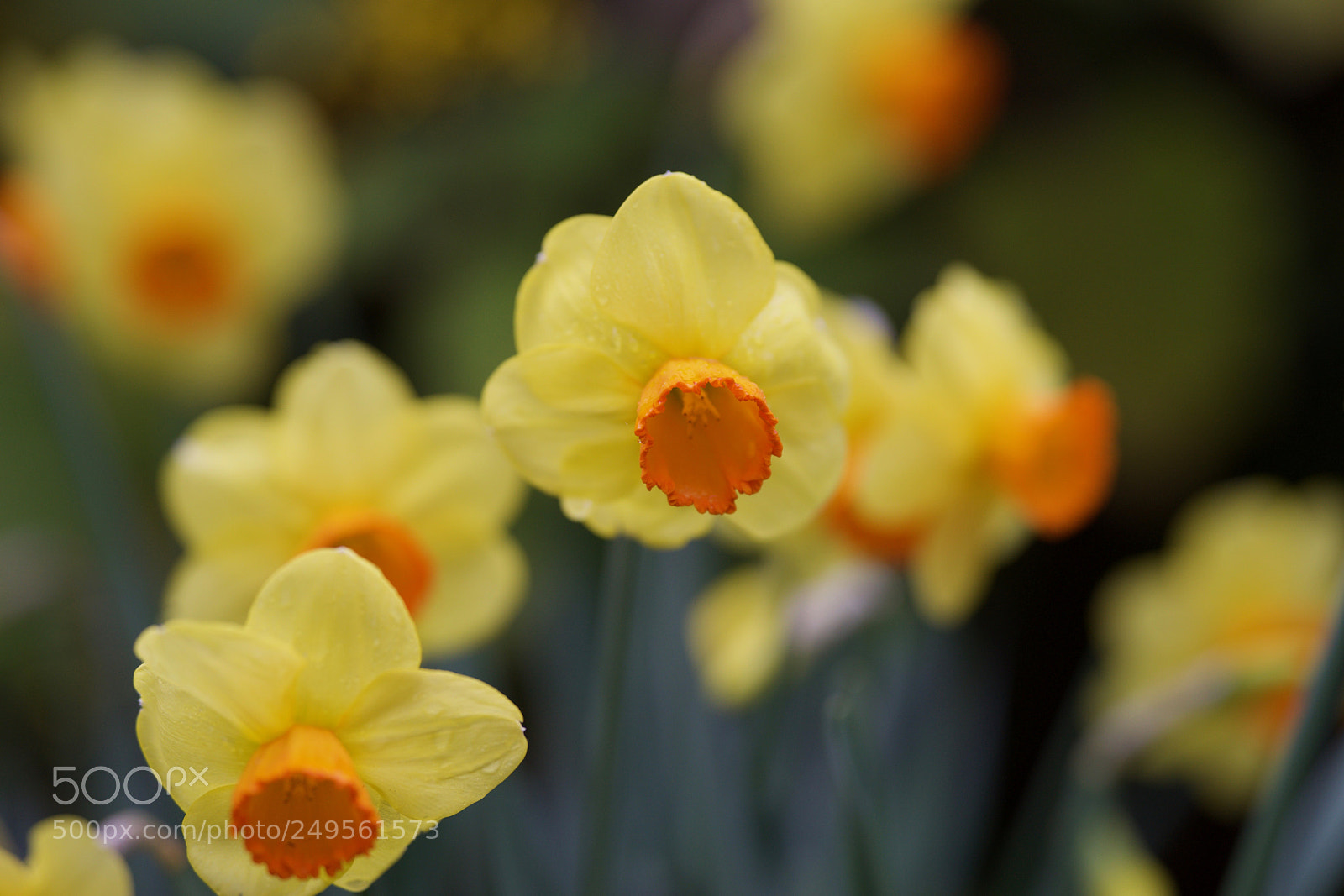 Sony a7 sample photo. Daffodils photography