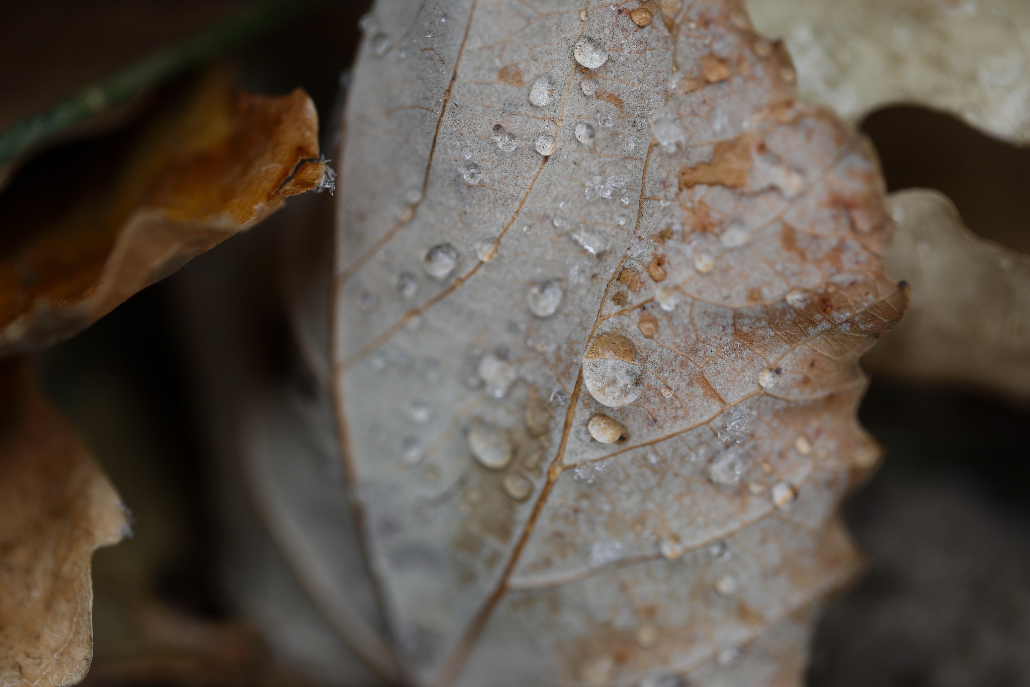 Canon EF 100mm F2.8L Macro IS USM sample photo. Leaf_snow photography