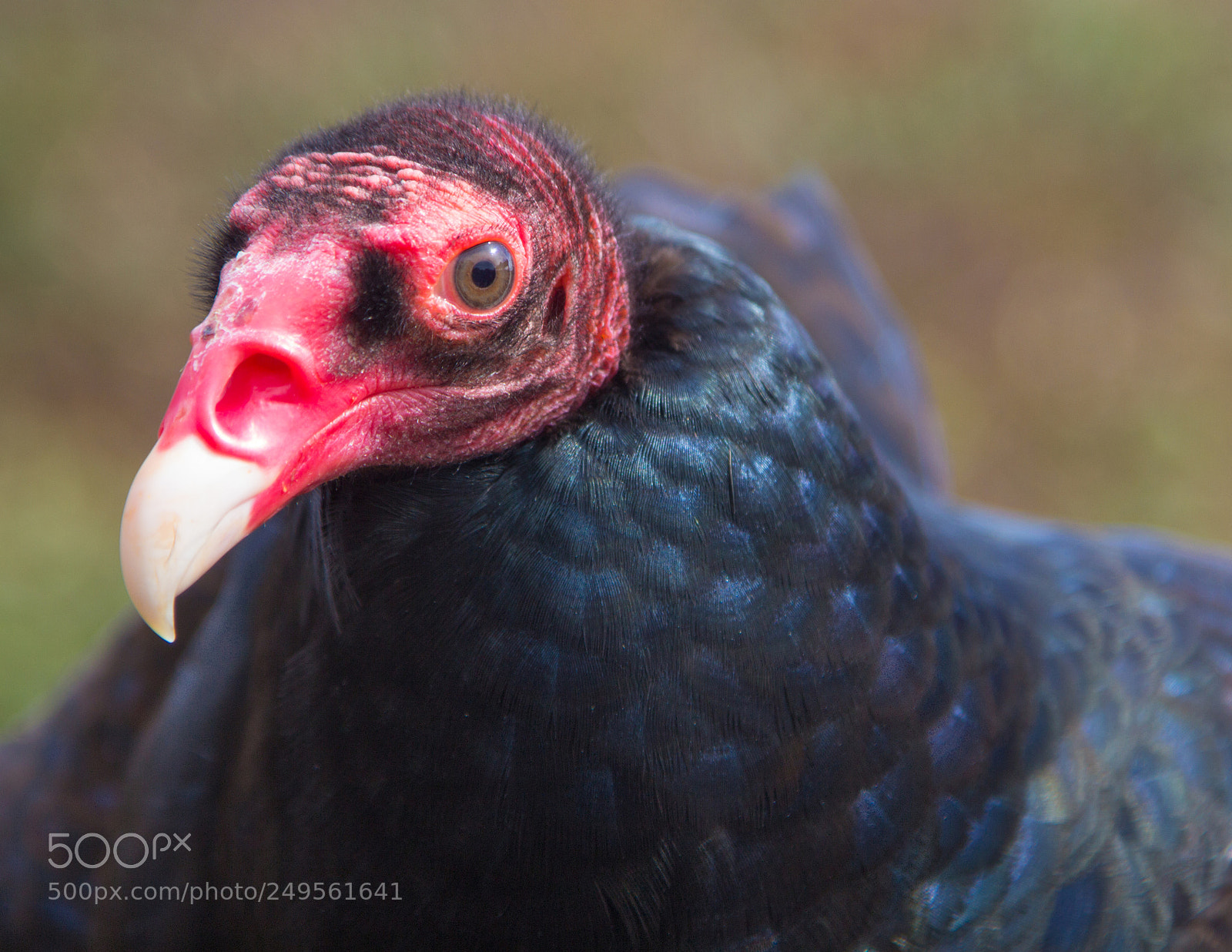 Canon EOS 60D sample photo. Turkey vulture photography