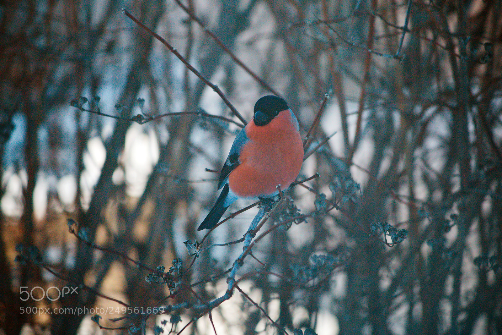 Canon EOS 70D sample photo. Weekend in the village photography