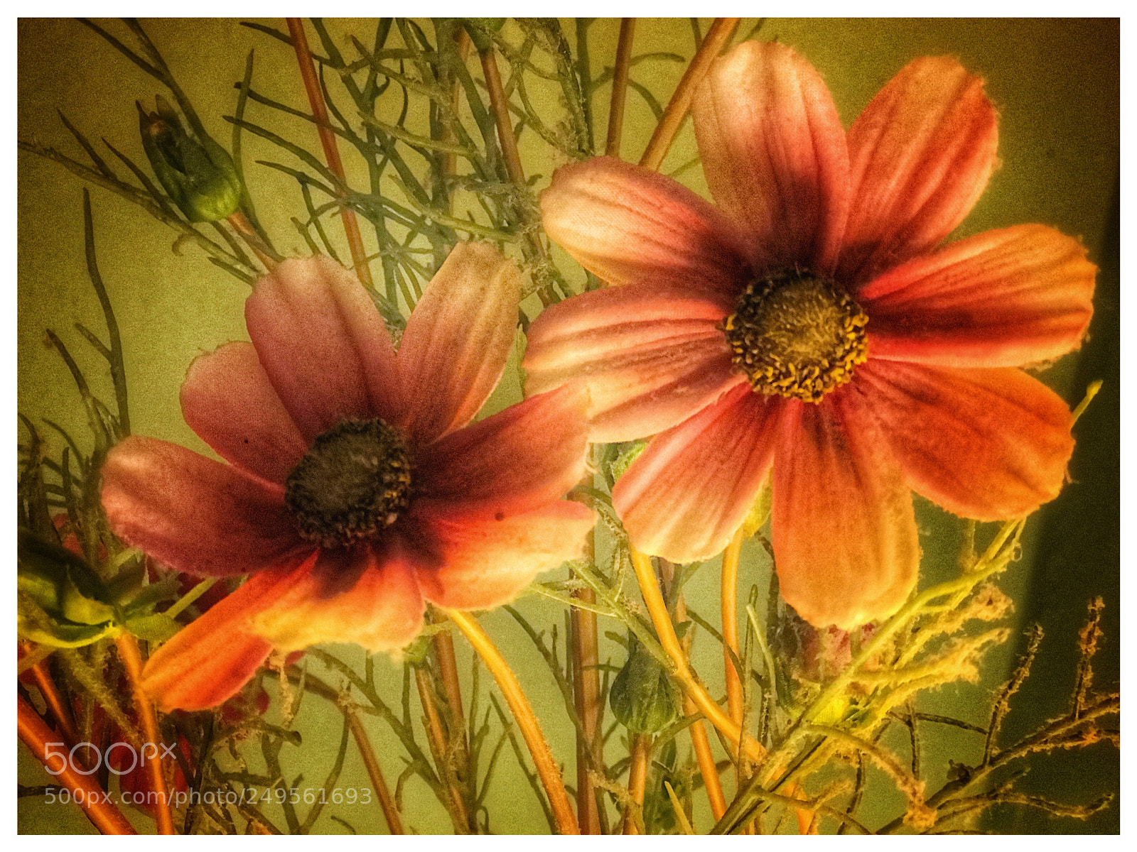 Apple iPhone 7 Plus sample photo. Flowers in a guest photography