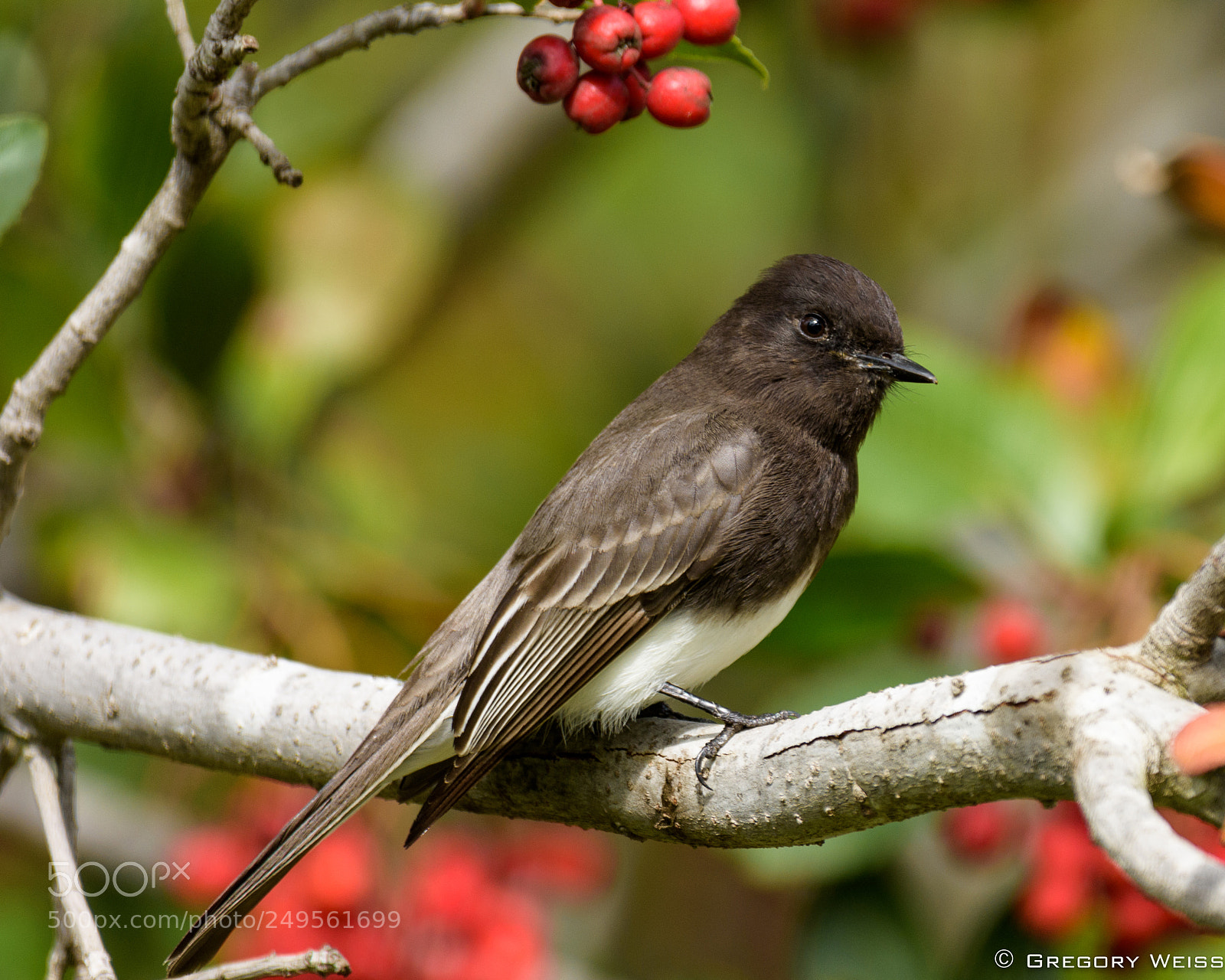 Nikon D7200 sample photo. Black phoebe poses with photography