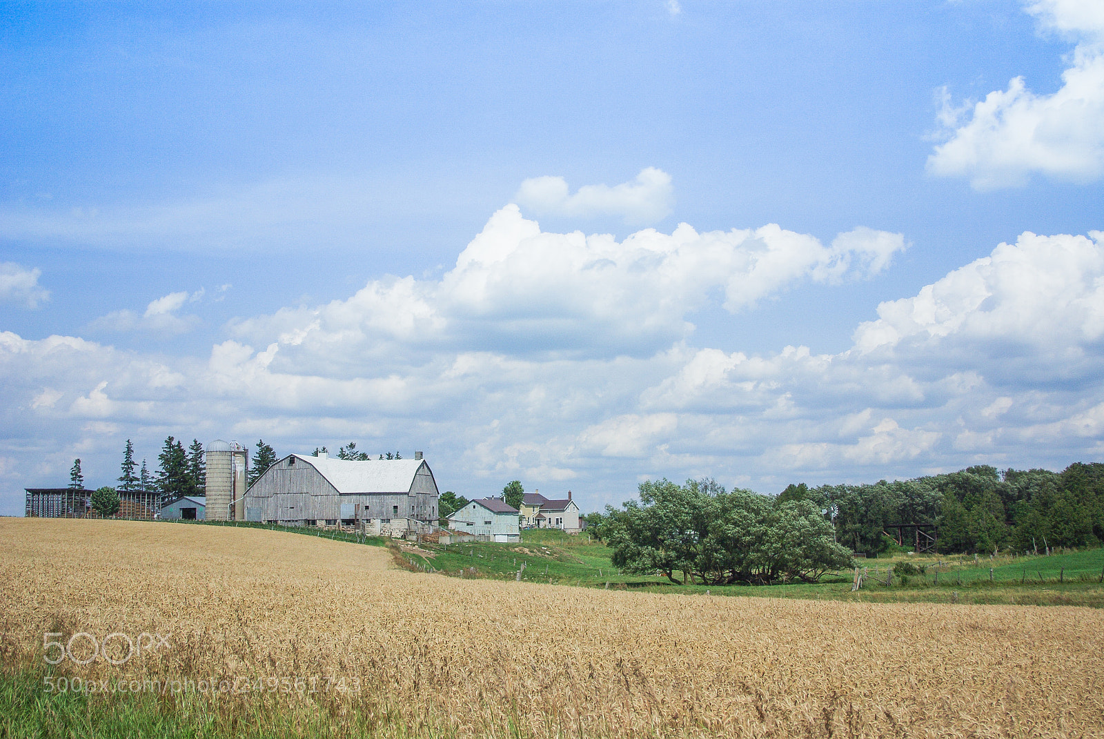 Pentax K10D sample photo. Fields of wheat photography