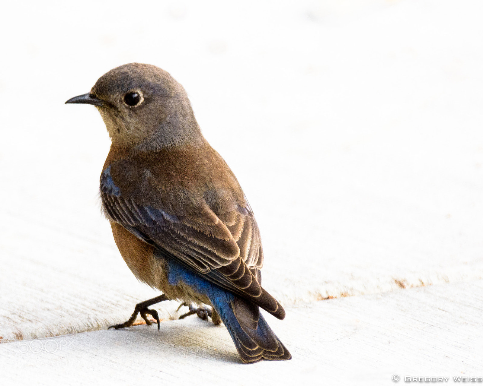 Nikon D7200 sample photo. Mrs. western blue bird photography
