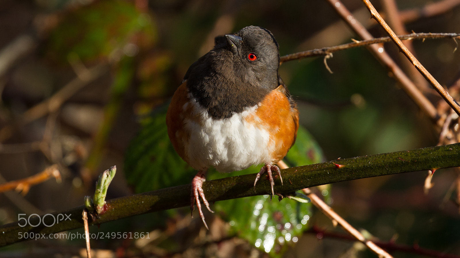 Canon EOS 7D sample photo. Spotted towhee photography