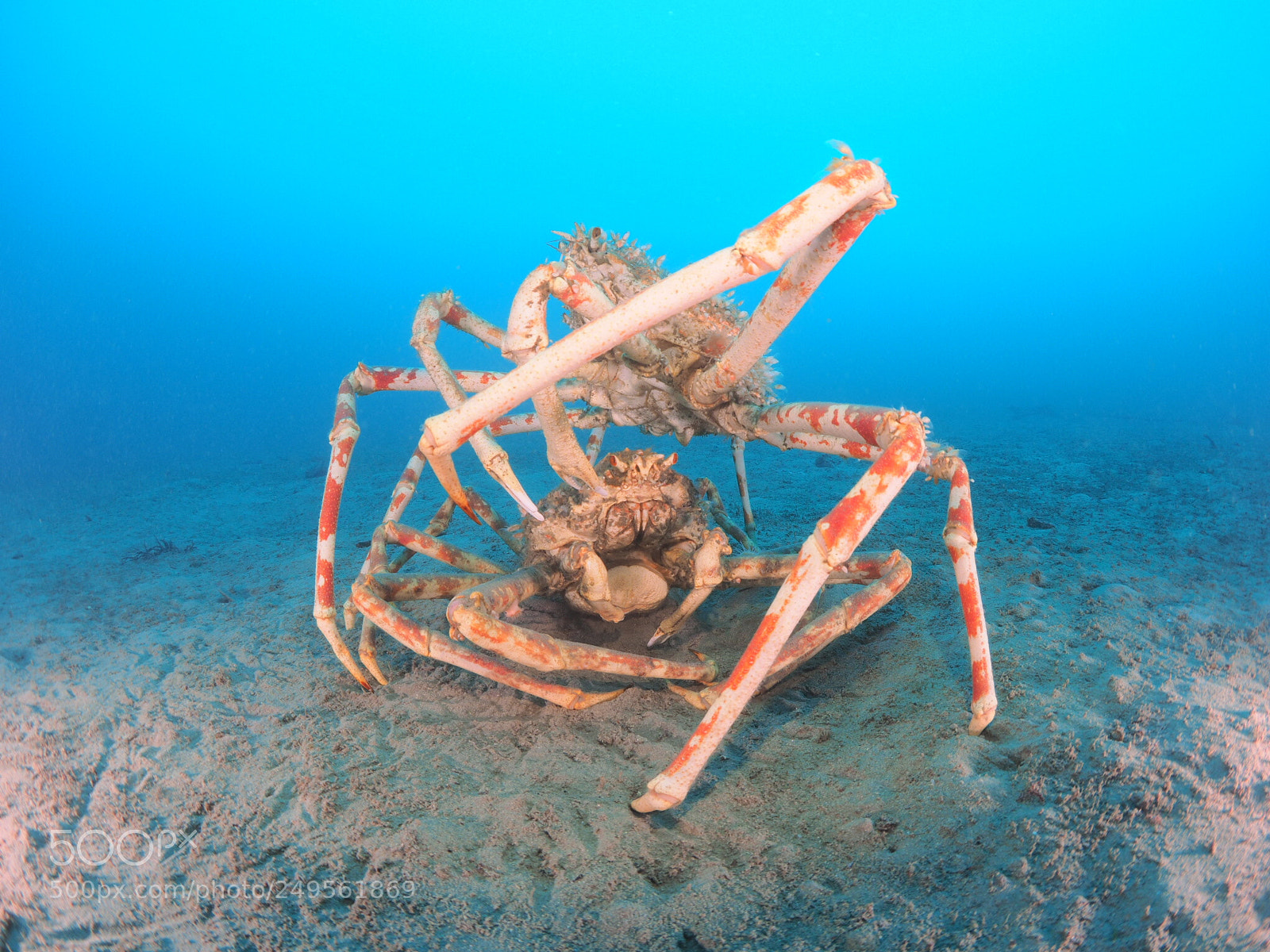 Olympus OM-D E-M1 sample photo. Spider crab protects his photography