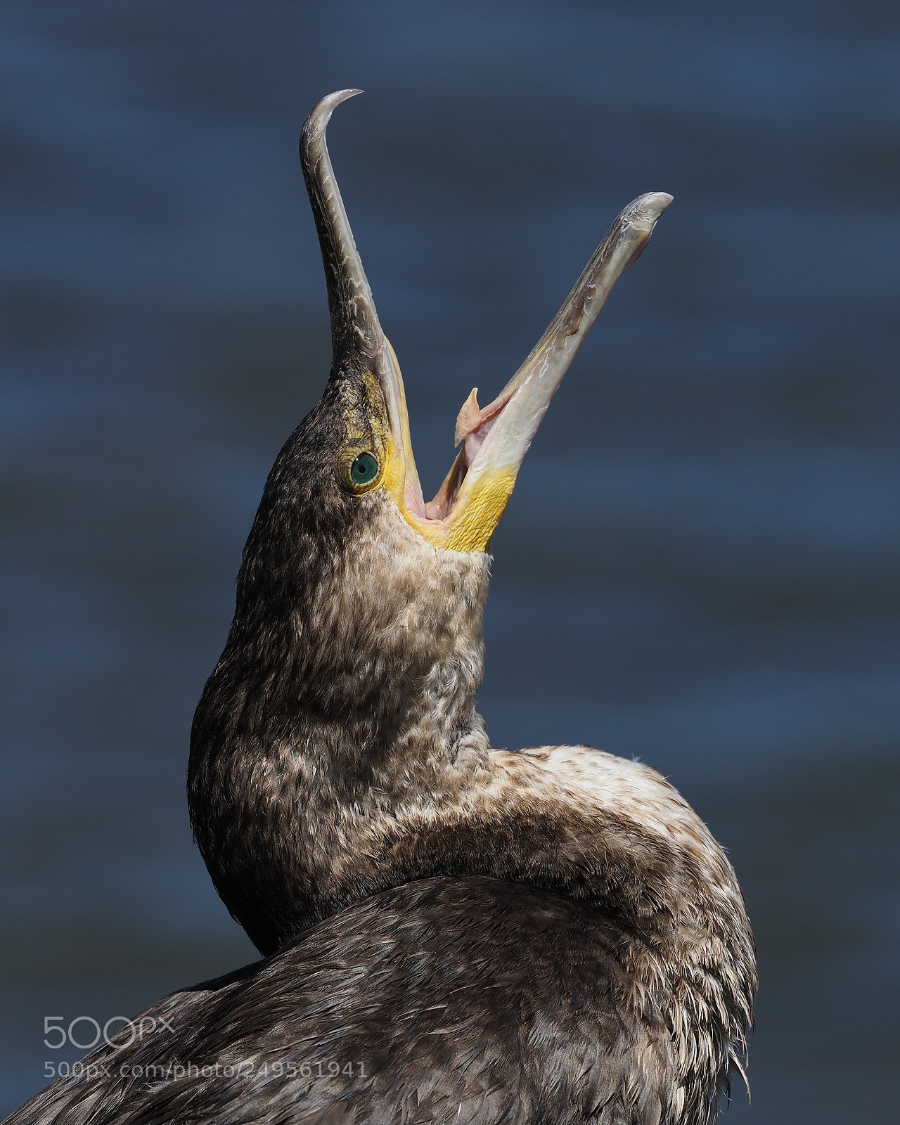 Olympus OM-D E-M1 Mark II sample photo. Great cormorant (juvenile) photography