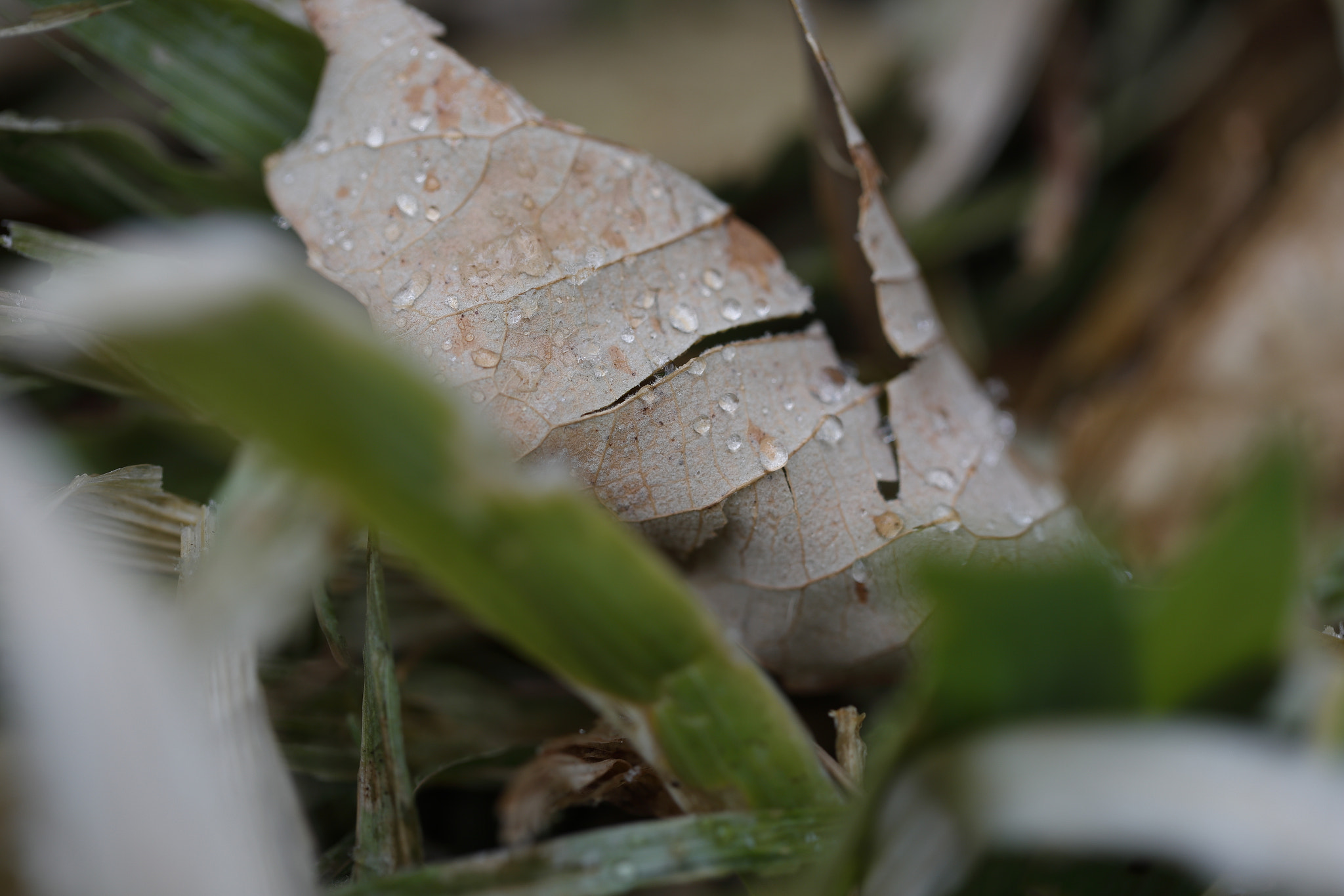 Canon EF 100mm F2.8L Macro IS USM sample photo. Leaf_snow_2 photography