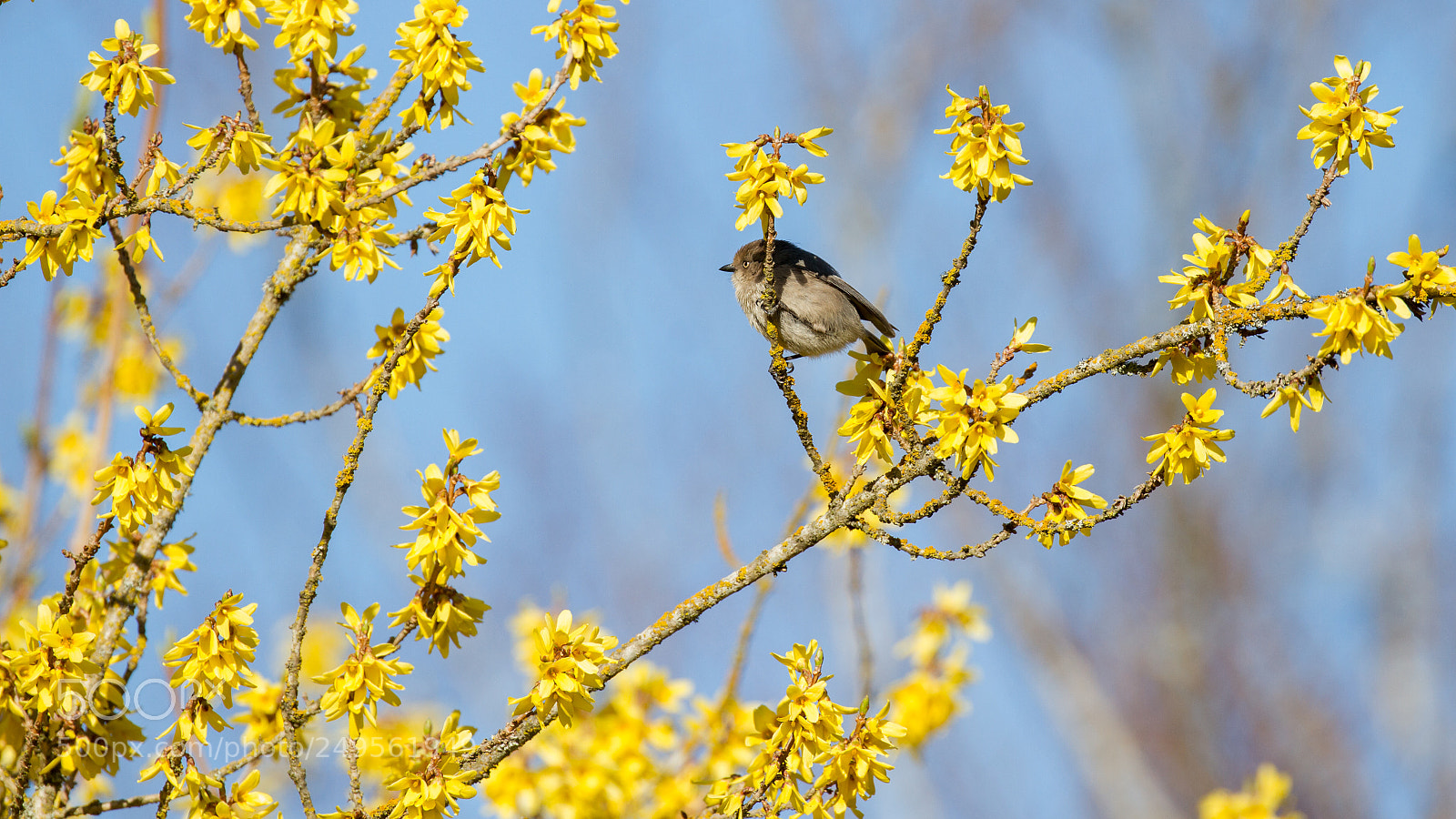 Canon EOS 7D sample photo. Bushtit photography