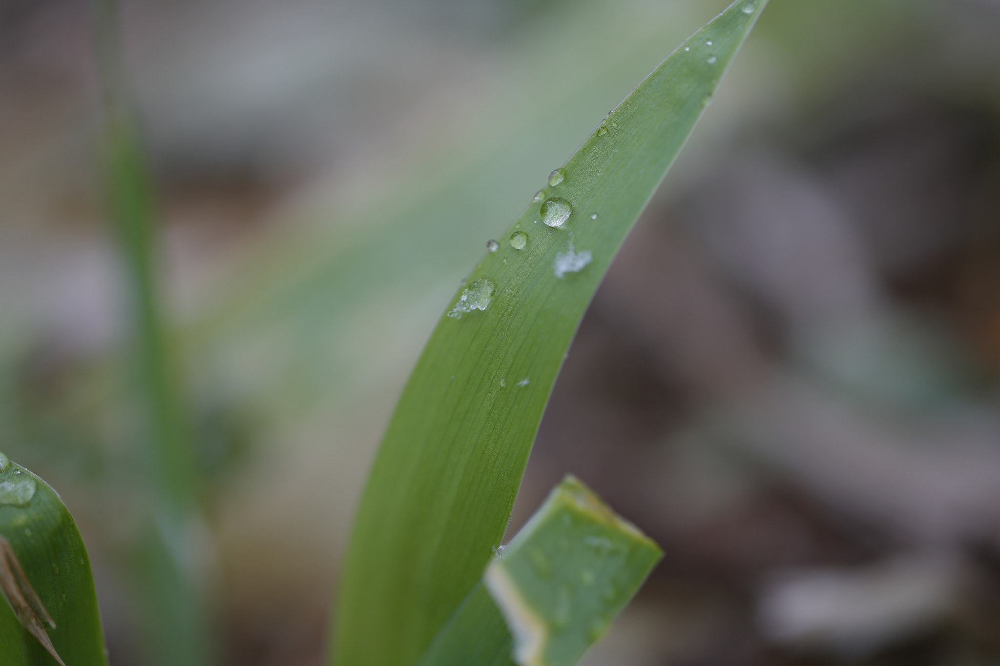 Canon EF 100mm F2.8L Macro IS USM sample photo. Grass_snow photography