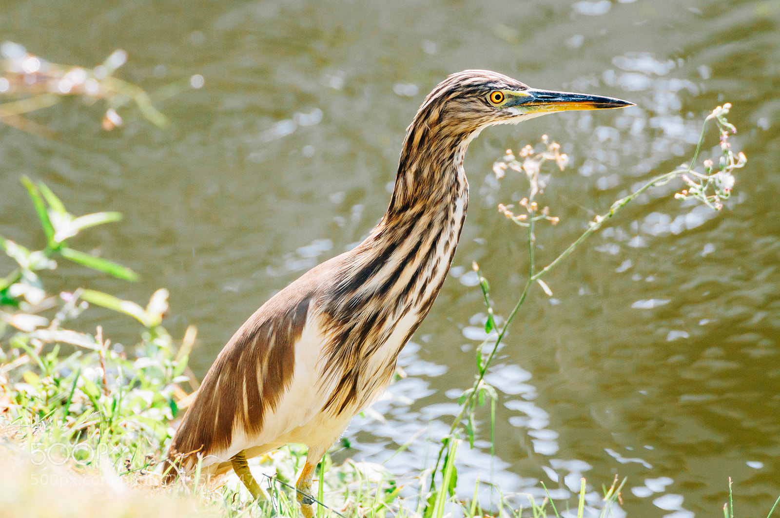 Nikon D5000 sample photo. Chinese pond heron photography