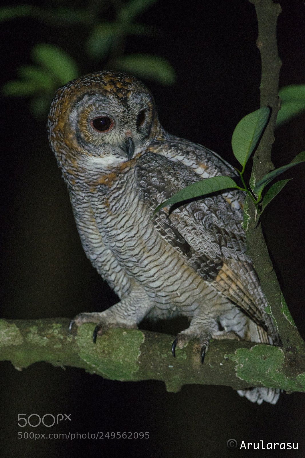 Nikon D7000 sample photo. Mottled wood owl photography