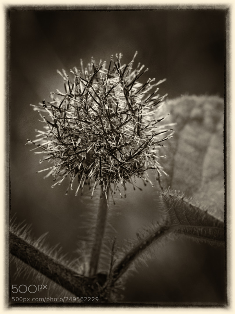 Olympus OM-D E-M1 Mark II sample photo. Seed capsule photography